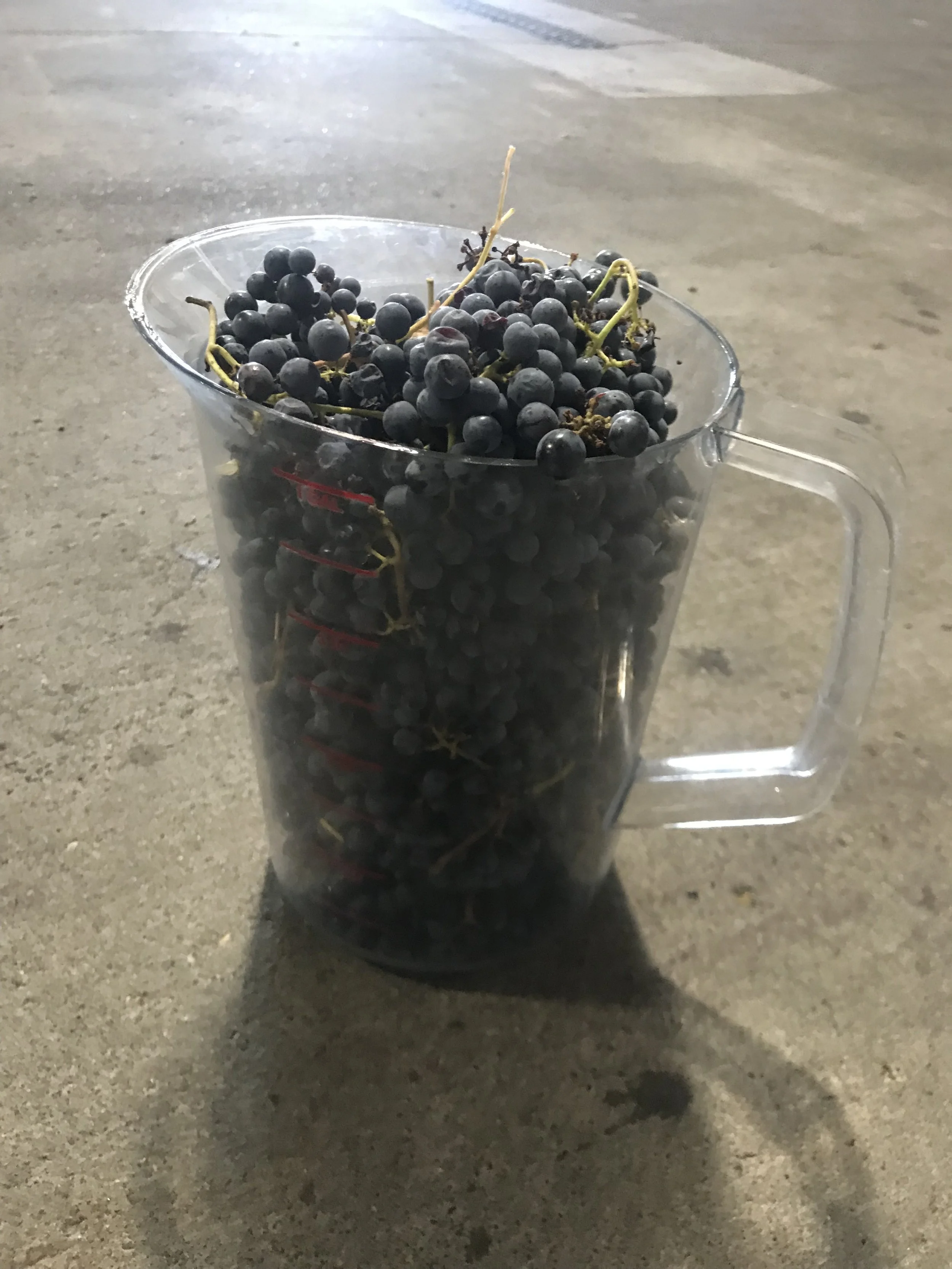 A clear plastic measuring cup filled with black grapes on a concrete surface.