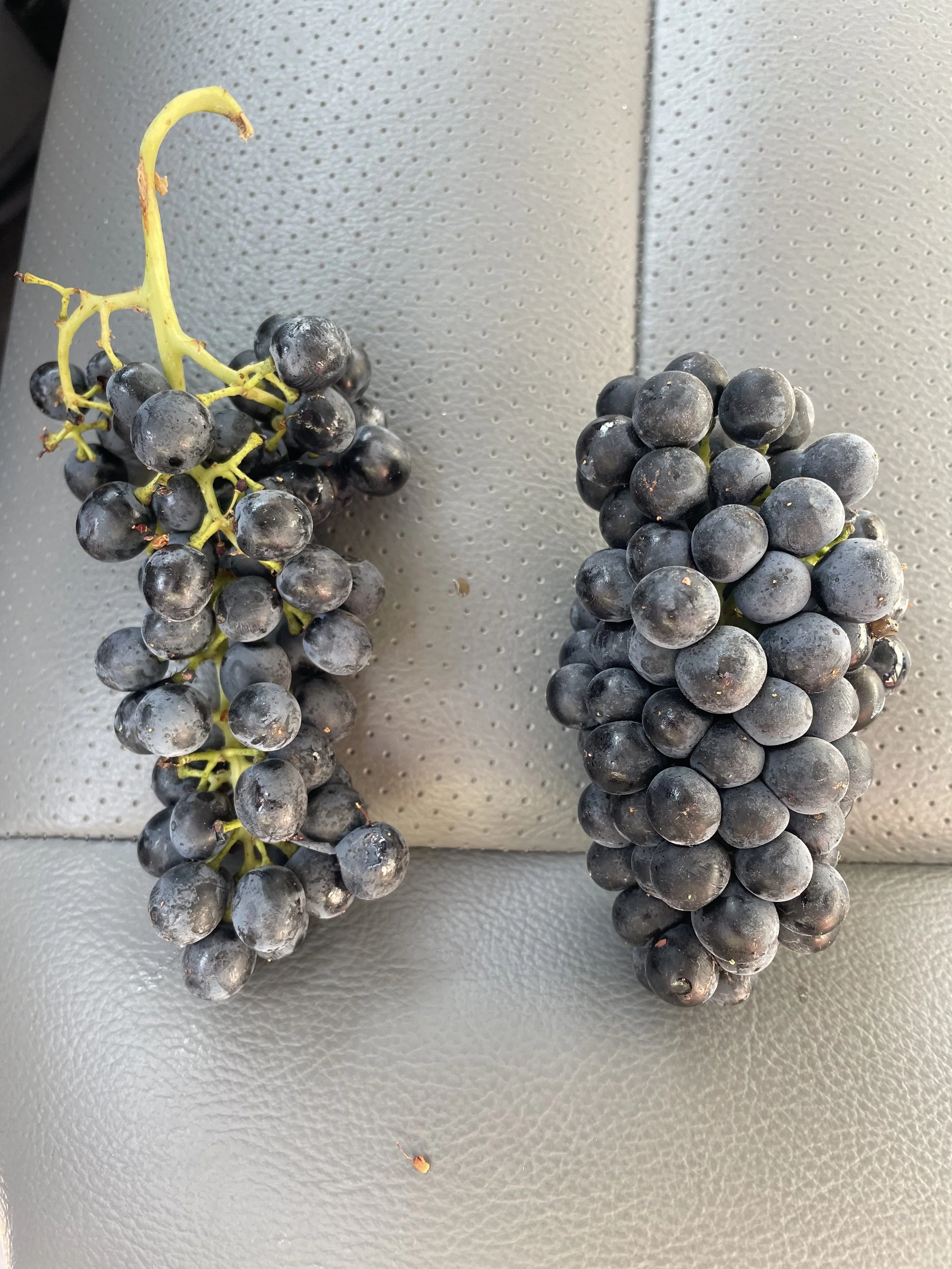 Two clusters of black grapes placed on a textured gray surface.