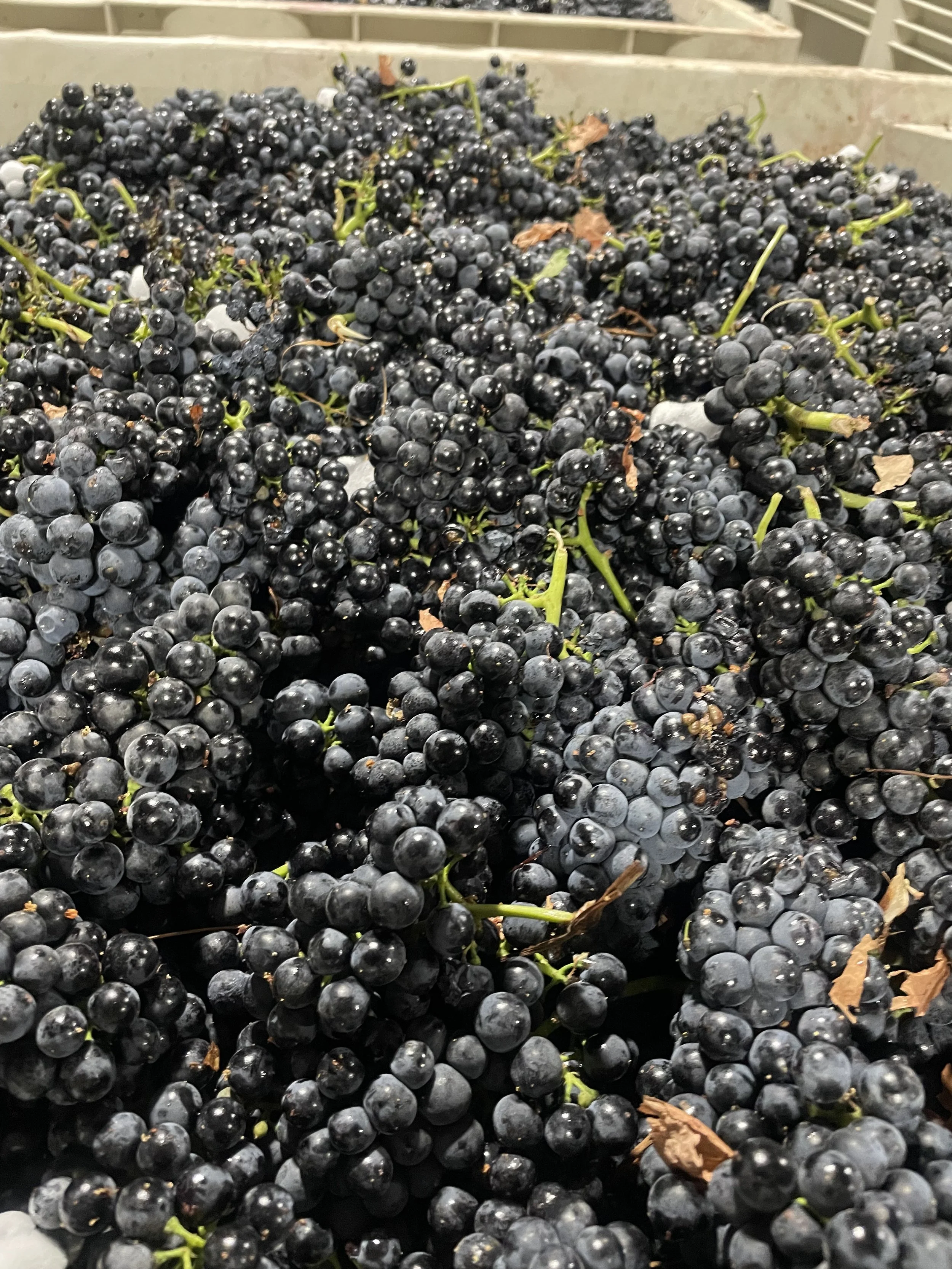 A large pile of freshly harvested black grapes in a container.
