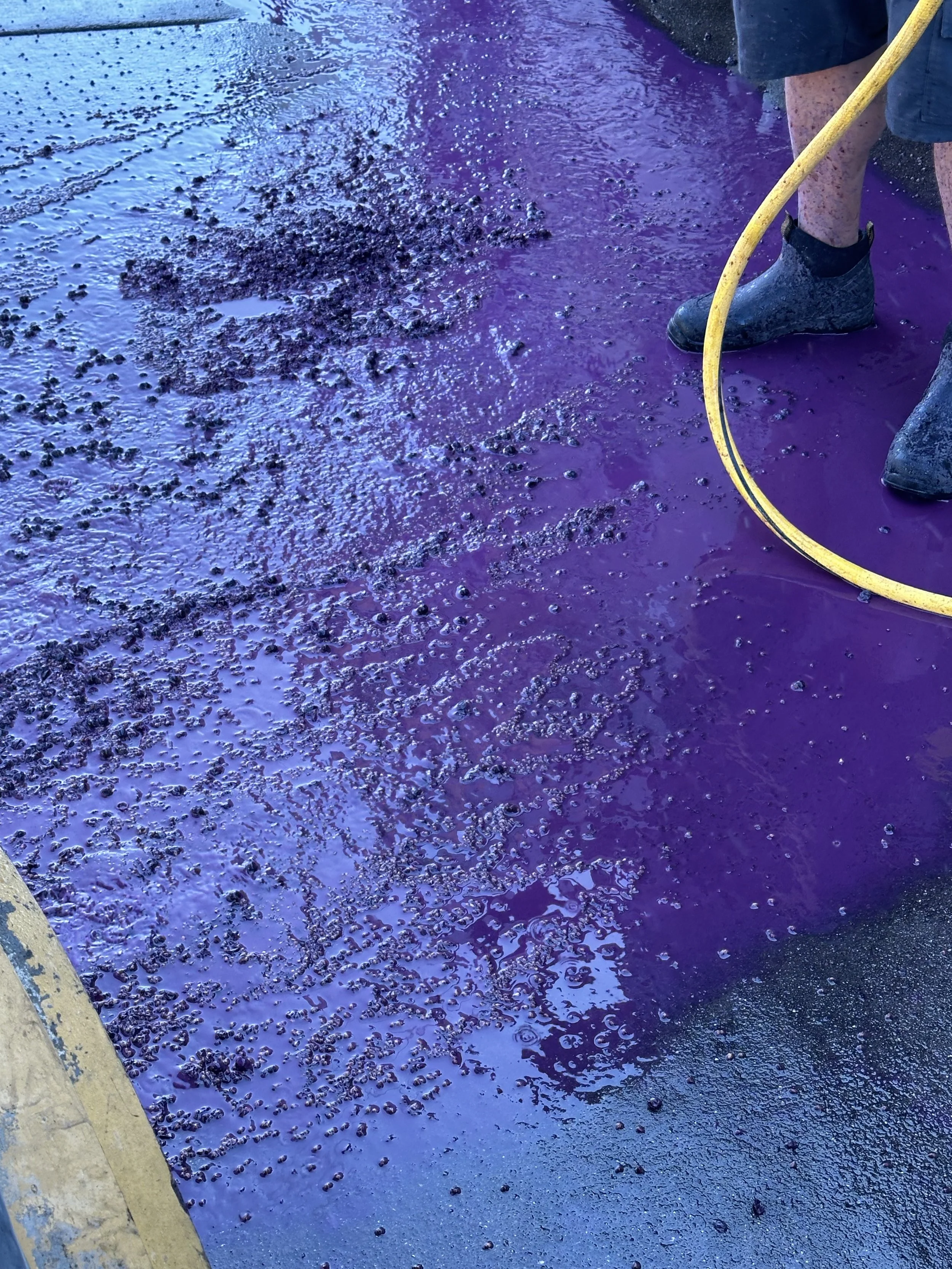 A person standing on a surface covered with purple liquid and black foam, holding a yellow hose.