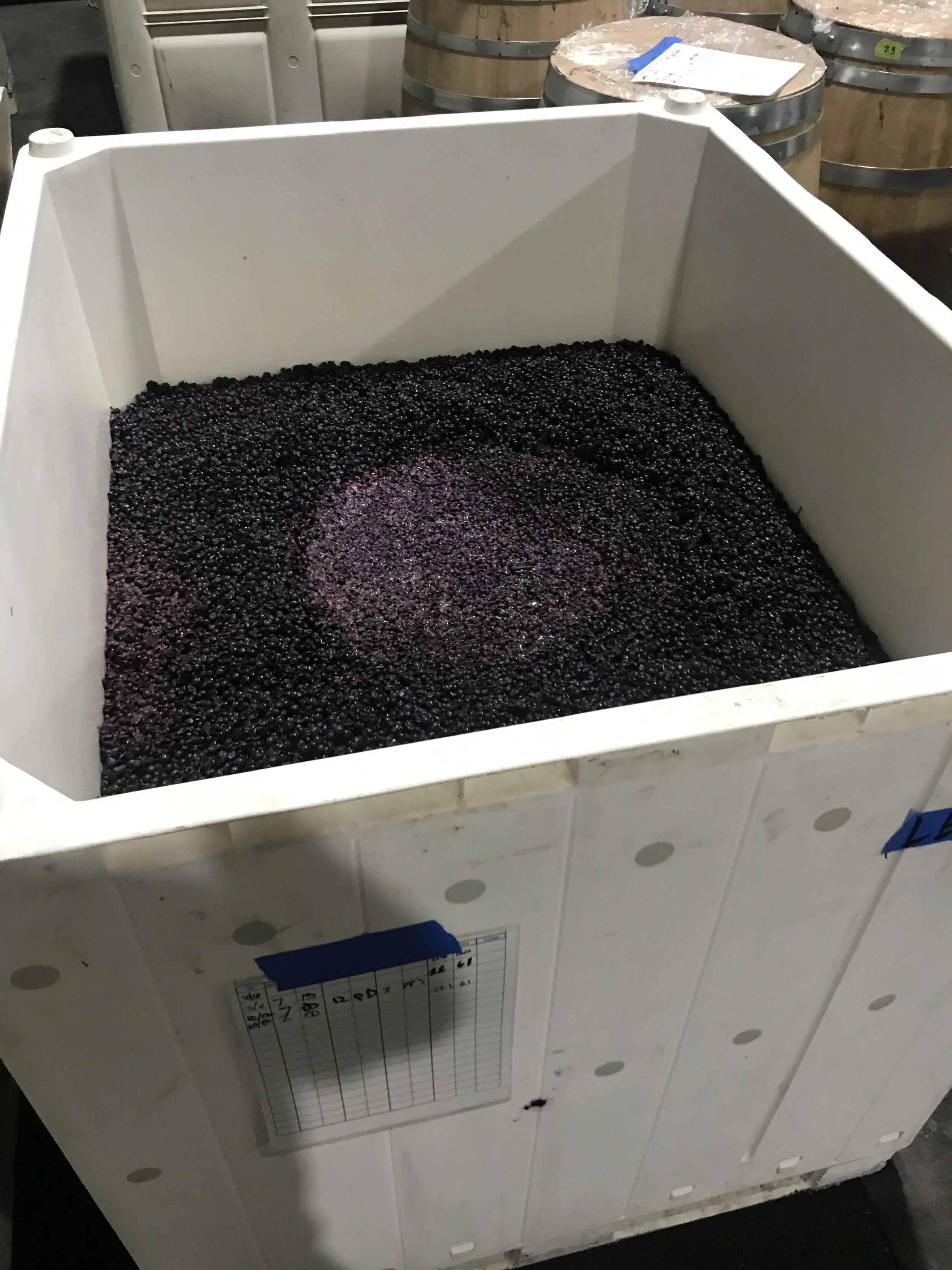 A large white container filled with black and purple grapes, likely in a winery or vineyard setting.