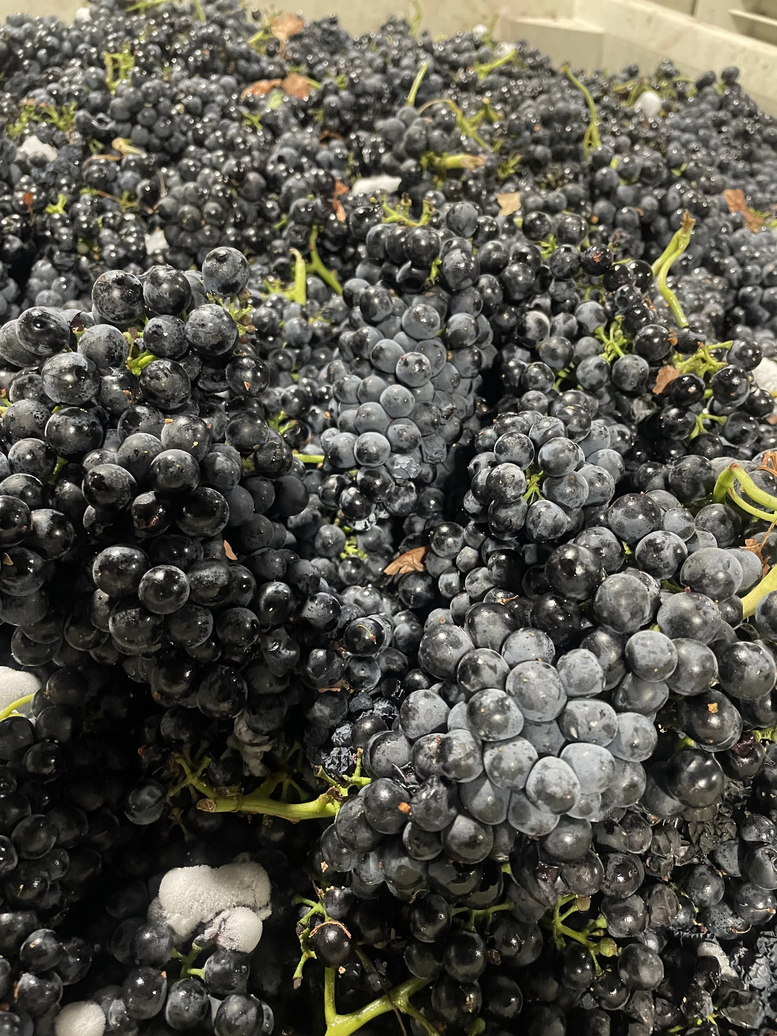 Close-up of bunches of black grapes with some green stems scattered among them.