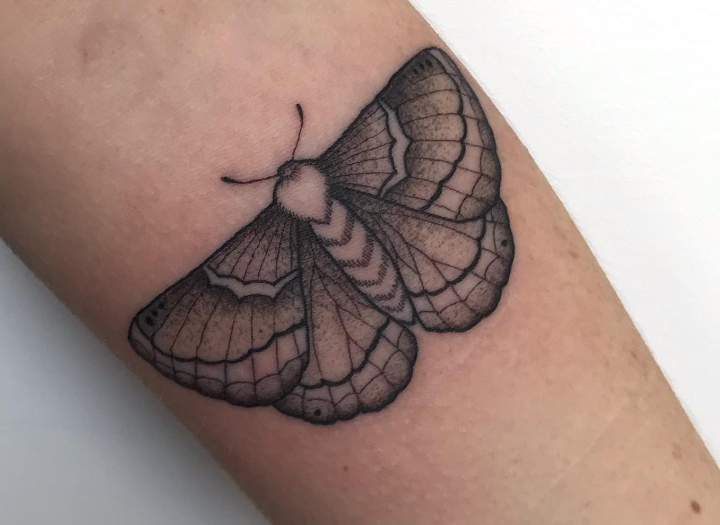 wookie moth.png