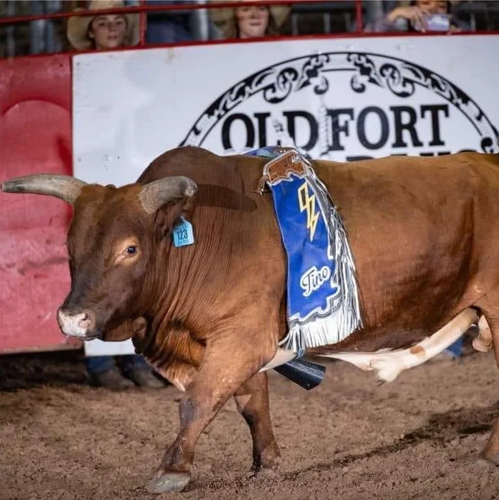 Lazy B-T Mini Buckers Bull Riding