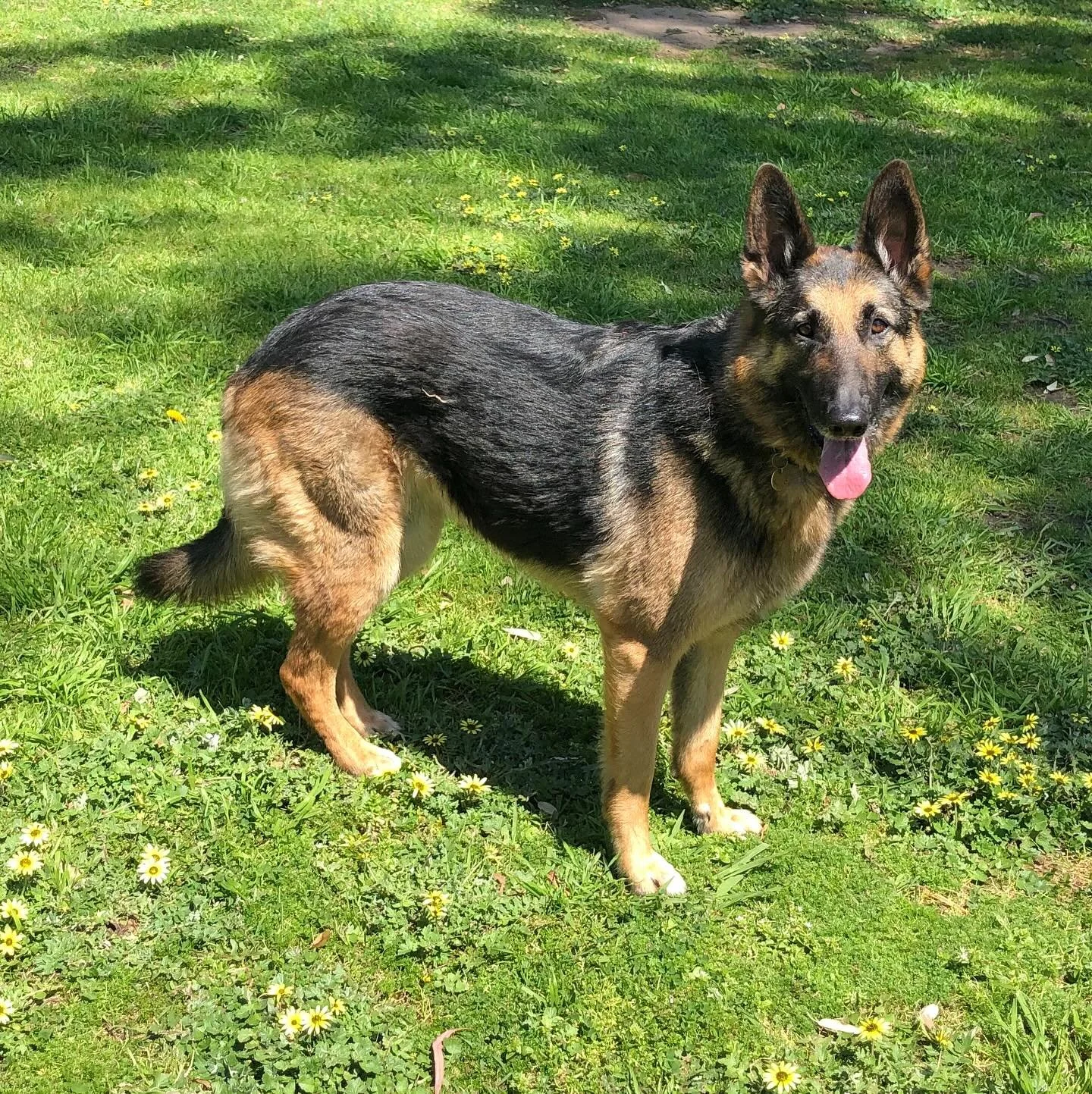 Farewell Blu girl 🧡
Loyal, part of the family and forever loved. 🤗