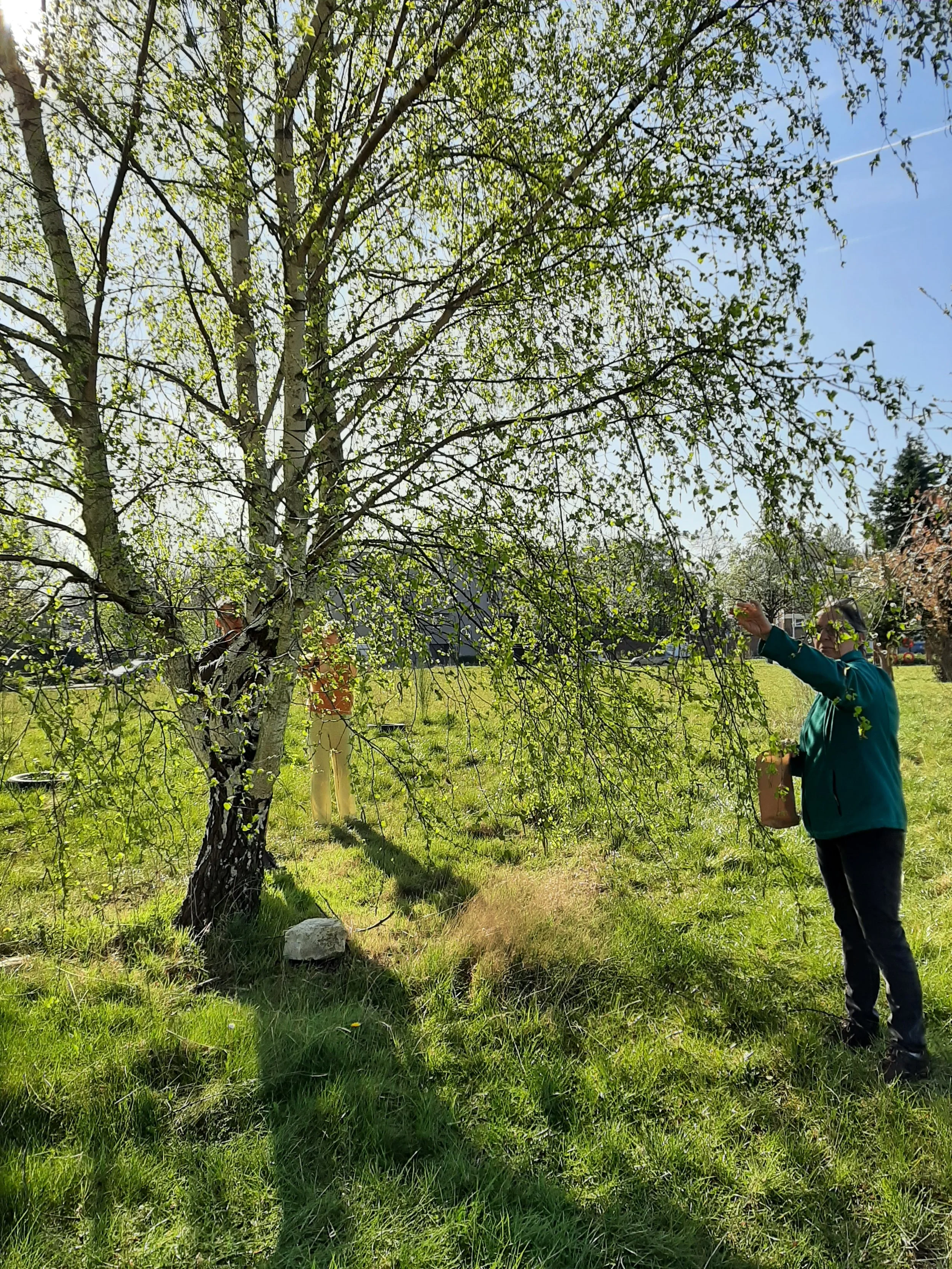 plukken van berkenblaadjes tijdens wildplukwandeling