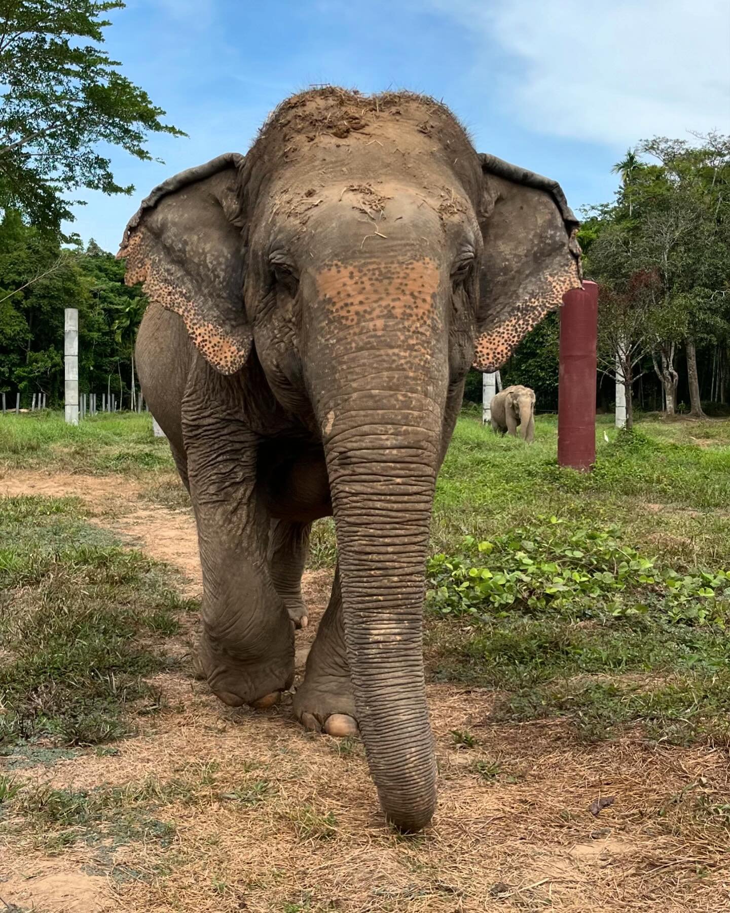 My eldest son, Jonathan, took this photo whilst at an elephant sanctuary in Phuket, Thailand - he knows I love elephants. 

In many cultures, the elephant symbolizes good luck, power, wisdom, loyalty and protection. I love their sensitivity too and r