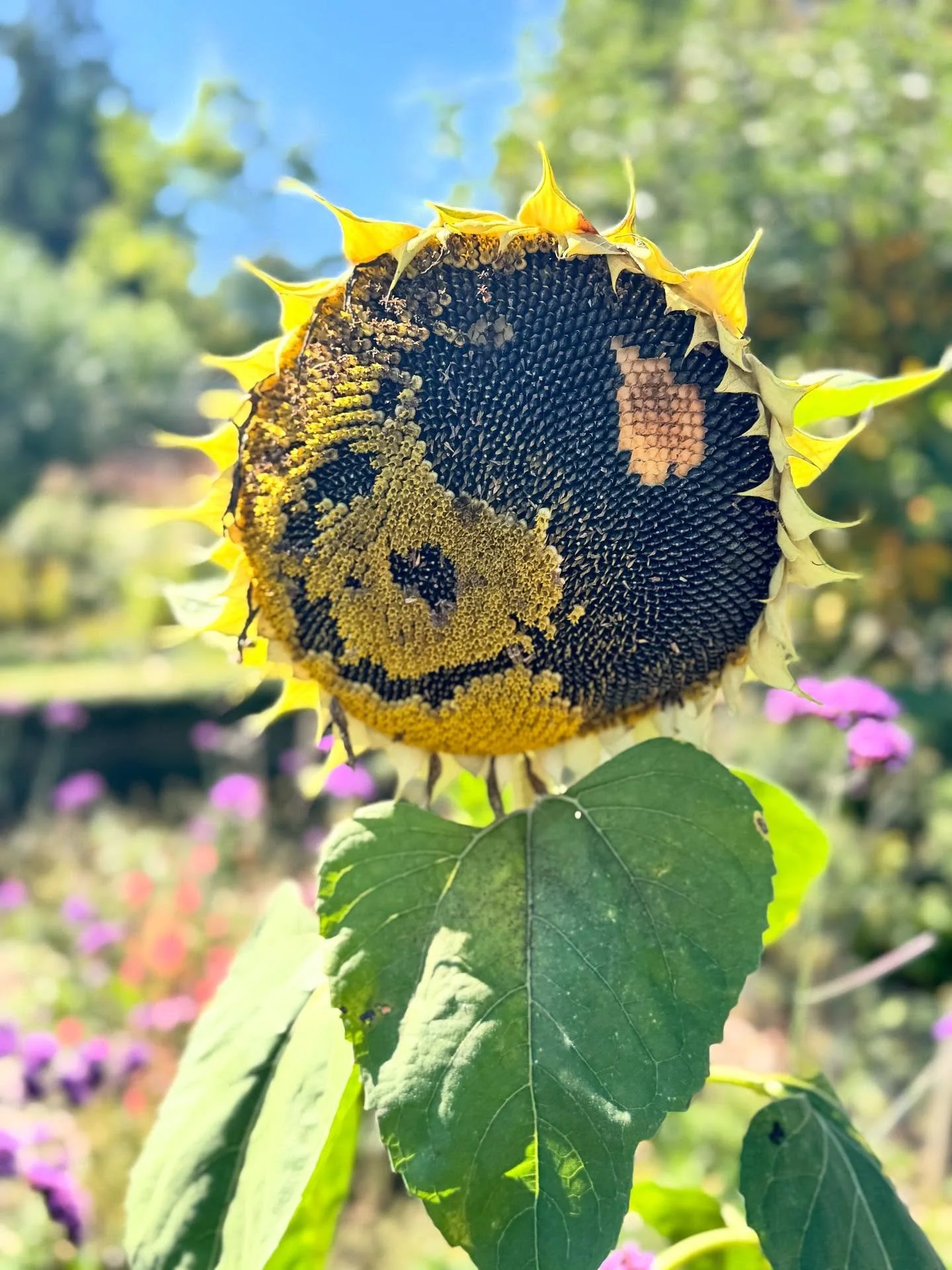 I love this smiling sunflower. Autumn Equinox blessings to you! May you find balance and peace.
The joyous vibrant colours of autumn lifts my soul following a challenging deep dive during the partial Eclipse of both the Sun & Moon, which are her