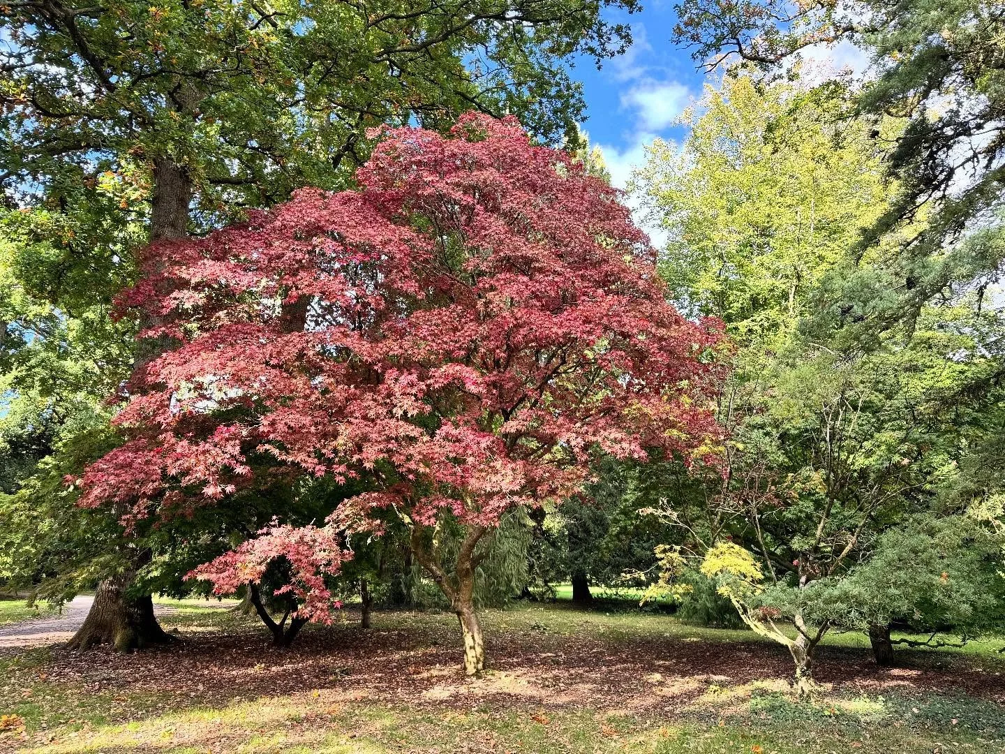 “When our eyes are graced with wonder, the world reveals its wonders to us.”
- John O’Donohue, Beauty: The Invisible Embrace
I went on a tree trail yesterday at Westonbirt Arboretum and beauty was all around. ☀️ 
The sun shone, ca
