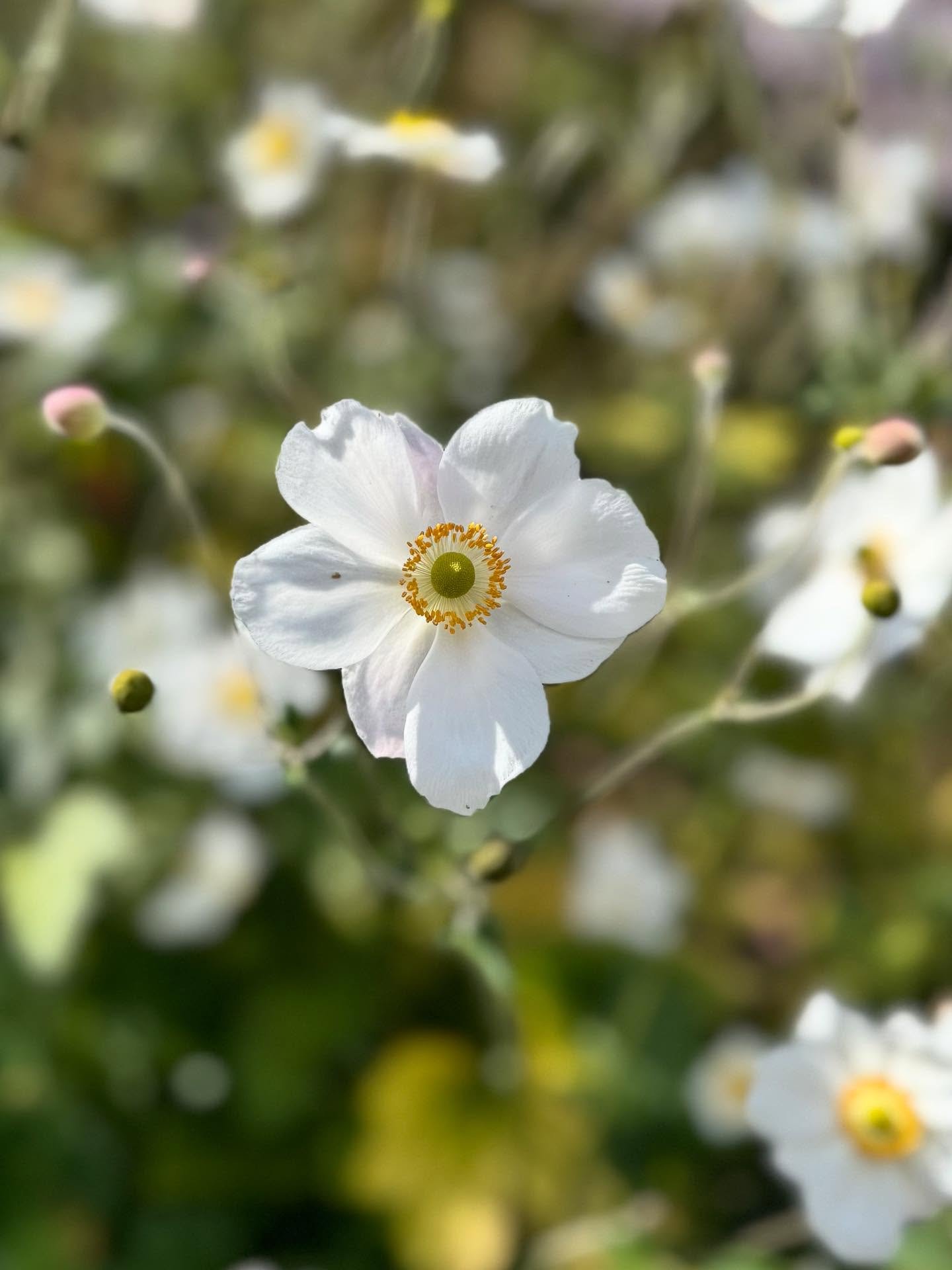 “Wherever you go, go with all your heart.”
 - Confucius 
Grounding in nature this week has helped me to de-stress. Delicate anemones like this one pictured has helped me soften. Taking meditative moments to watch bees and a fledgling bla