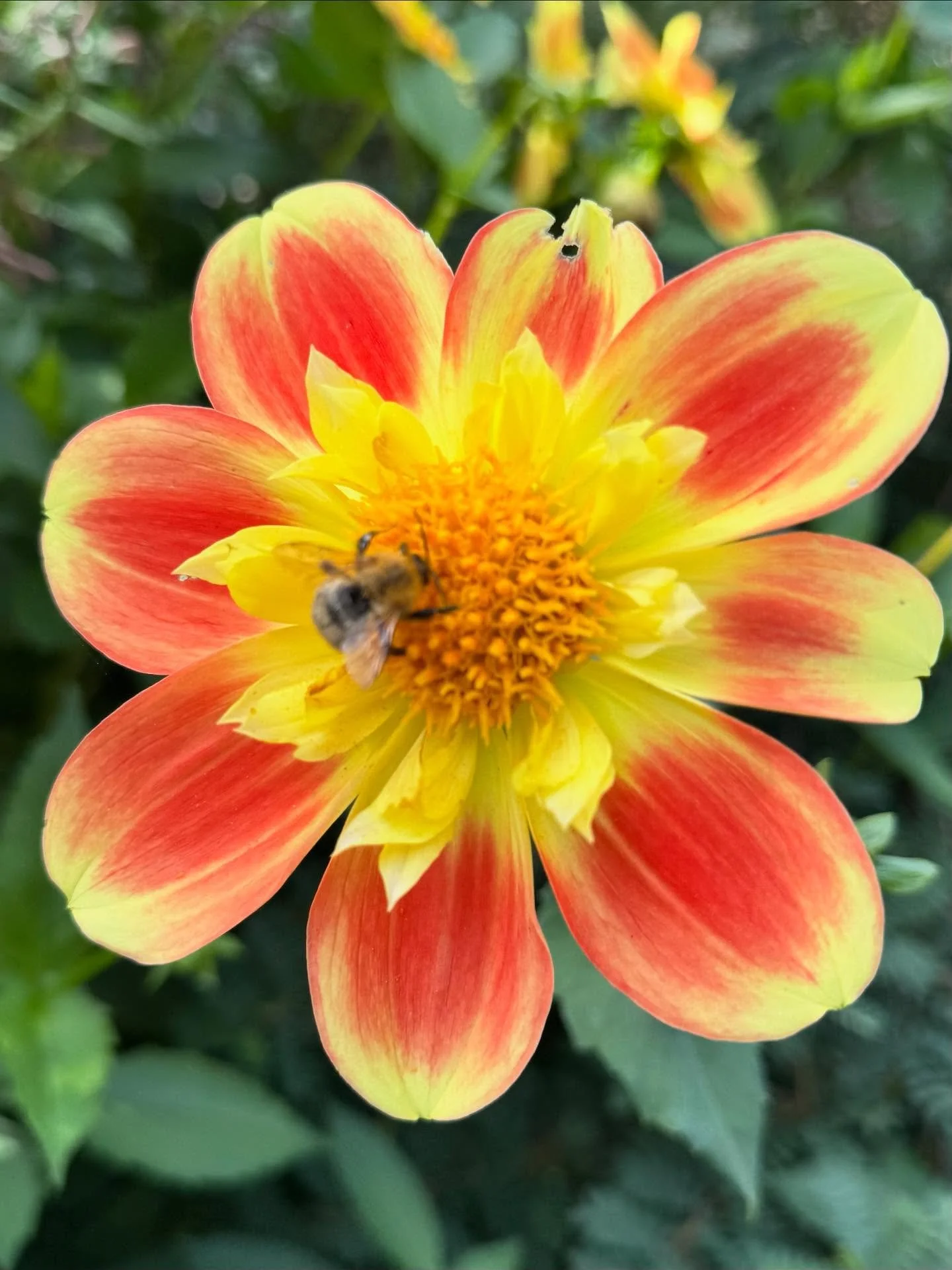 Metta Prayer
May all beings be peaceful.
May all beings be happy.
May all beings be safe.
May all beings awaken to the light of their true nature.
May all beings be free.
#mettaprayer #peace #revhelenjames #buddhism #worldpeace🌎 #lovingkindness #a