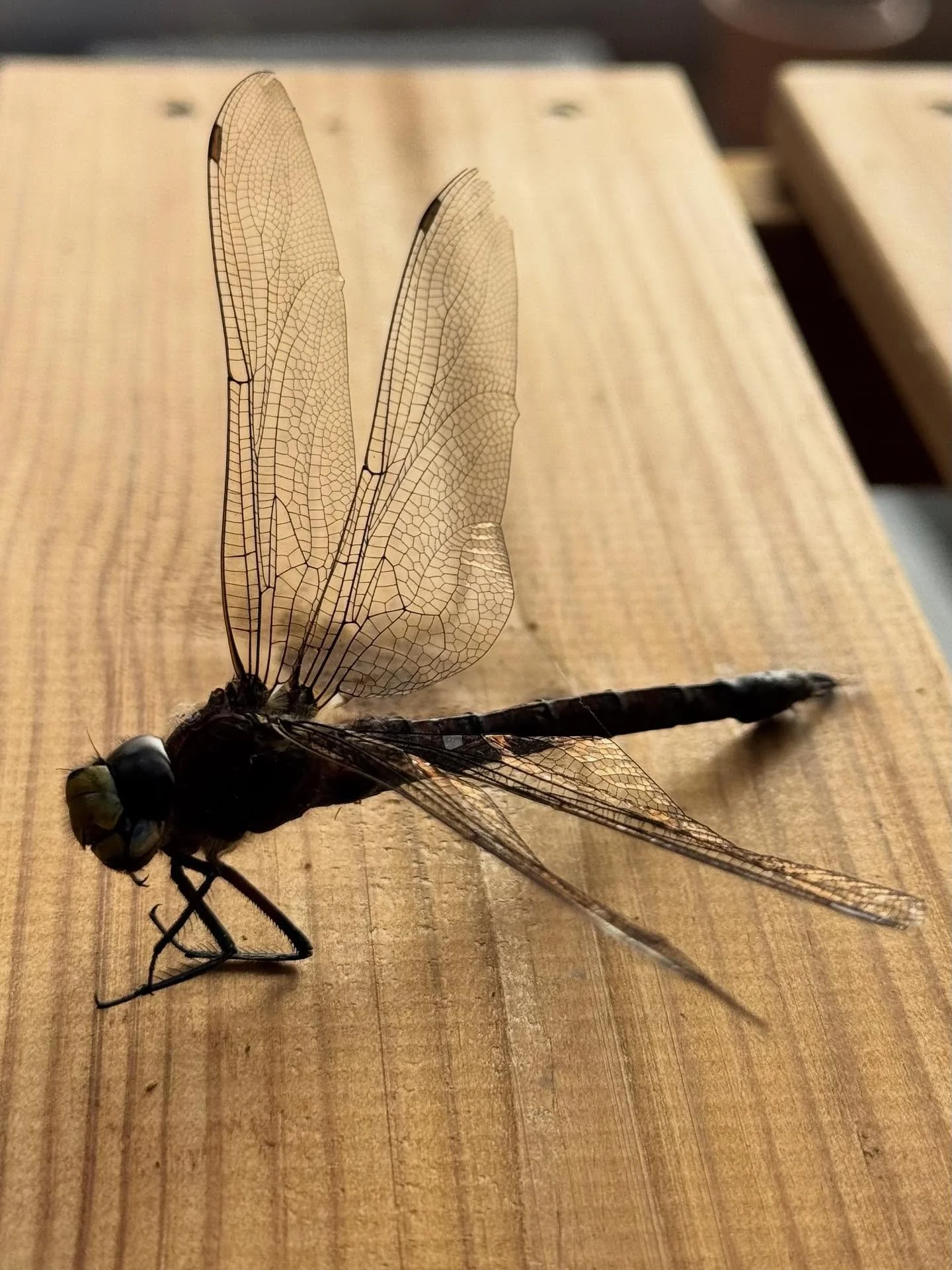 This amazing dragonfly skeleton was in our potting shed. Look at those wings … a message from the dragons about transformation, perhaps? 🐉 
#transformation #changeisgood  #flowwiththeenergies #revhelenjames