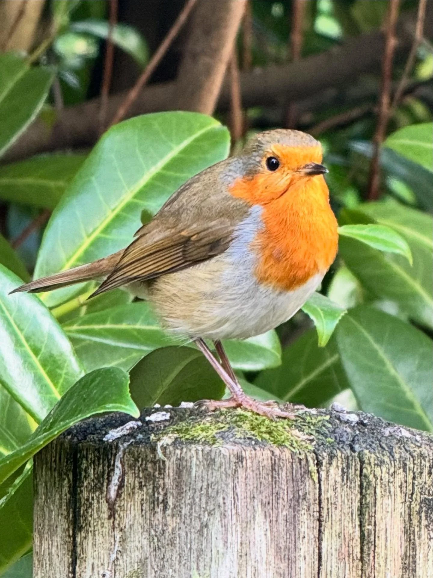 I took this photo at Westonbirt Arboretum this morning. This little Robin really made their presence known. 
British and Celtic folklore say that robins carry messages from deceased loved ones. Seeing a robin, especially after a loss, is often inter