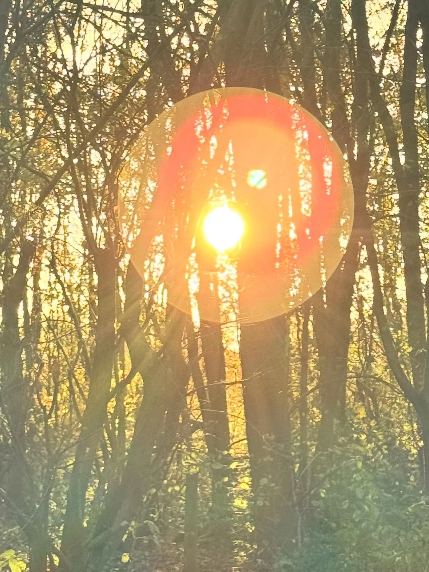 Soothing soft sunlight graced our path, as my son and I walked through the woods by Kemerton Lake yesterday - so tranquil. ☀️ 

#sunlight #health #earthing #treebathing🌳  #peaceandquiet