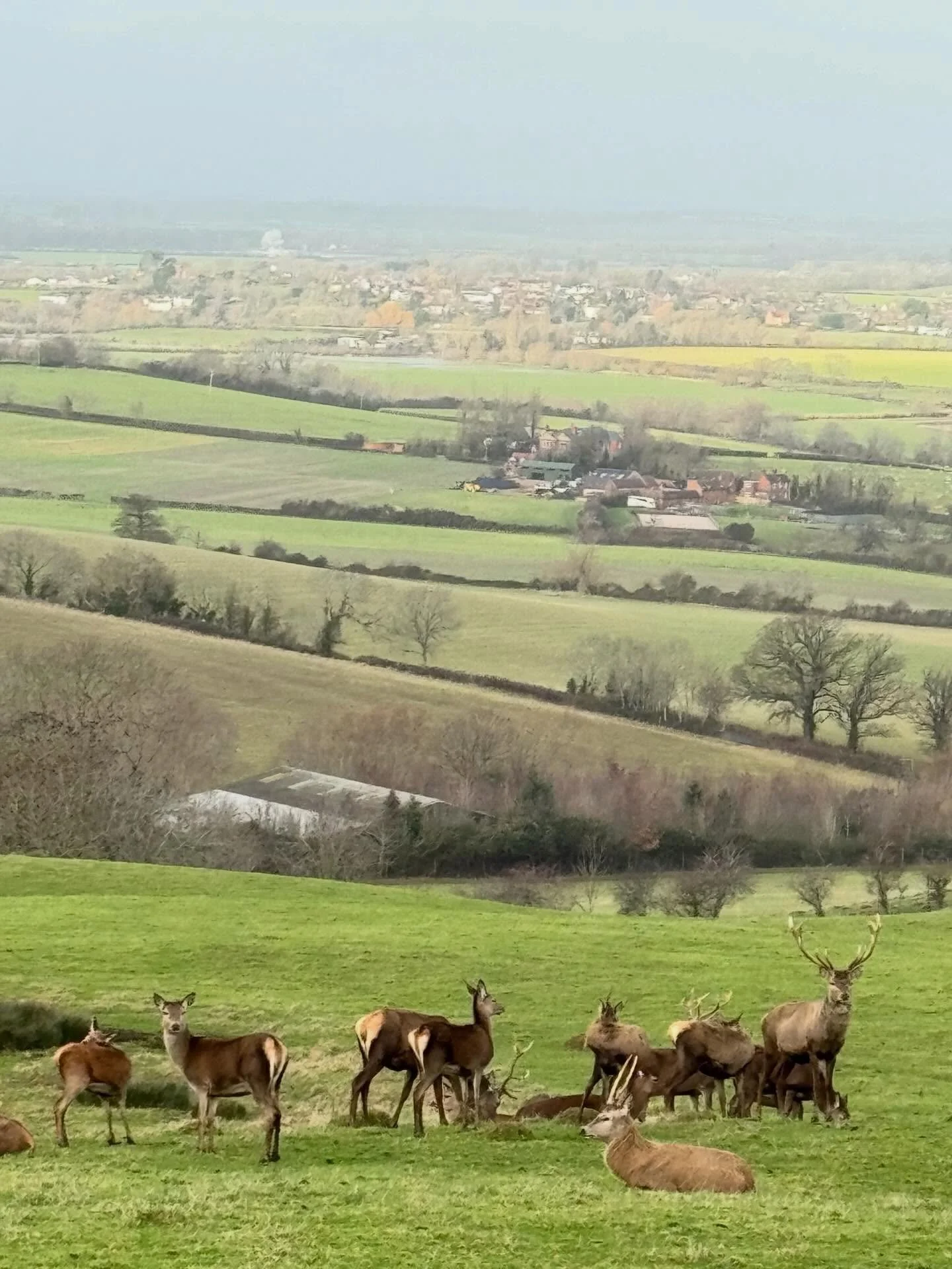 Really happy to see the deer again on Bredon Hill. The stag and doe are my spirit animals.They are spurring me on as I try to get fitter and healthier. 🦌 

Just being outdoors surrounded by beauty, despite mist and rain, makes me feel happy.🌱 

Win
