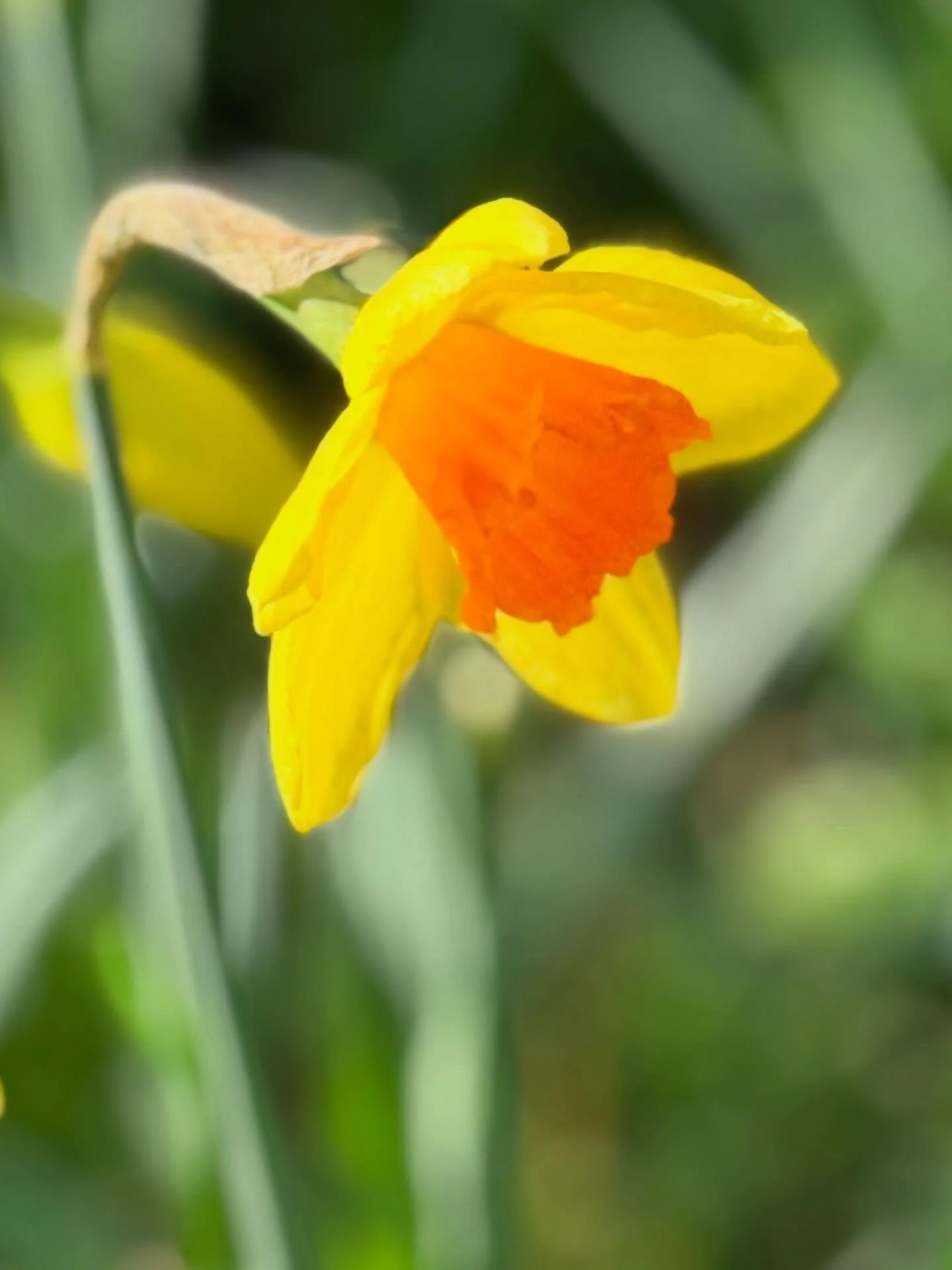 Glorious 🌼 daffodils ☀️ 

#revhelenjames #seekingspiritualwisdom #daffodils🌼