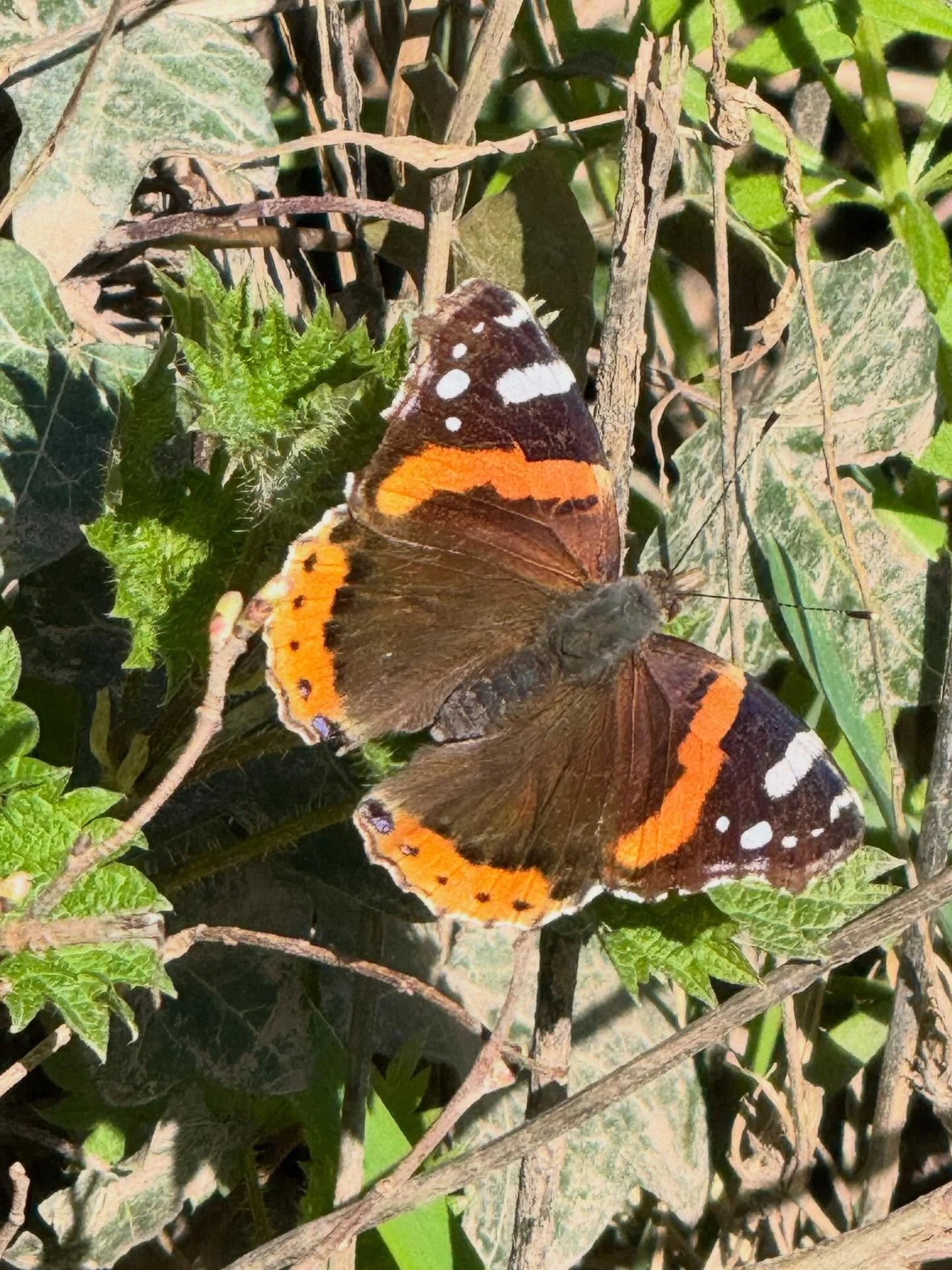 After weeks of purging &hellip; finally a shift. A new glorious energy awakens within. 

I&rsquo;m embracing ancient wisdom from deep within the earth. I&rsquo;m learning to flow with the primordial waters. I&rsquo;m embracing Galactic empowerments a