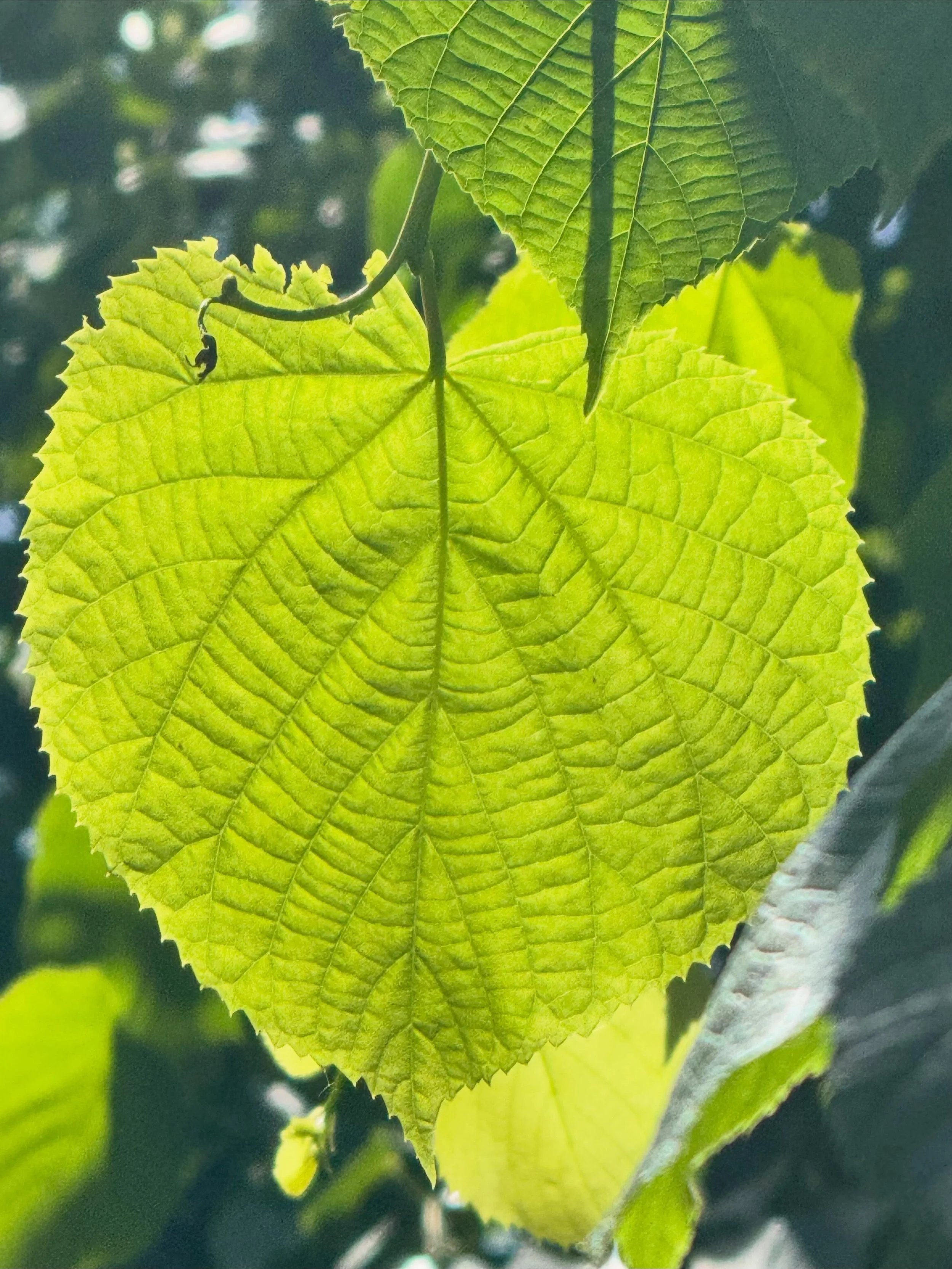 When the world feels hard, remember this wisdom from Brigit McNeill: 

&ldquo;We live on a planet where trees feed their dying elders through underground rivers of root and fungus. Where whales carry songs older than memory across entire oceans and o