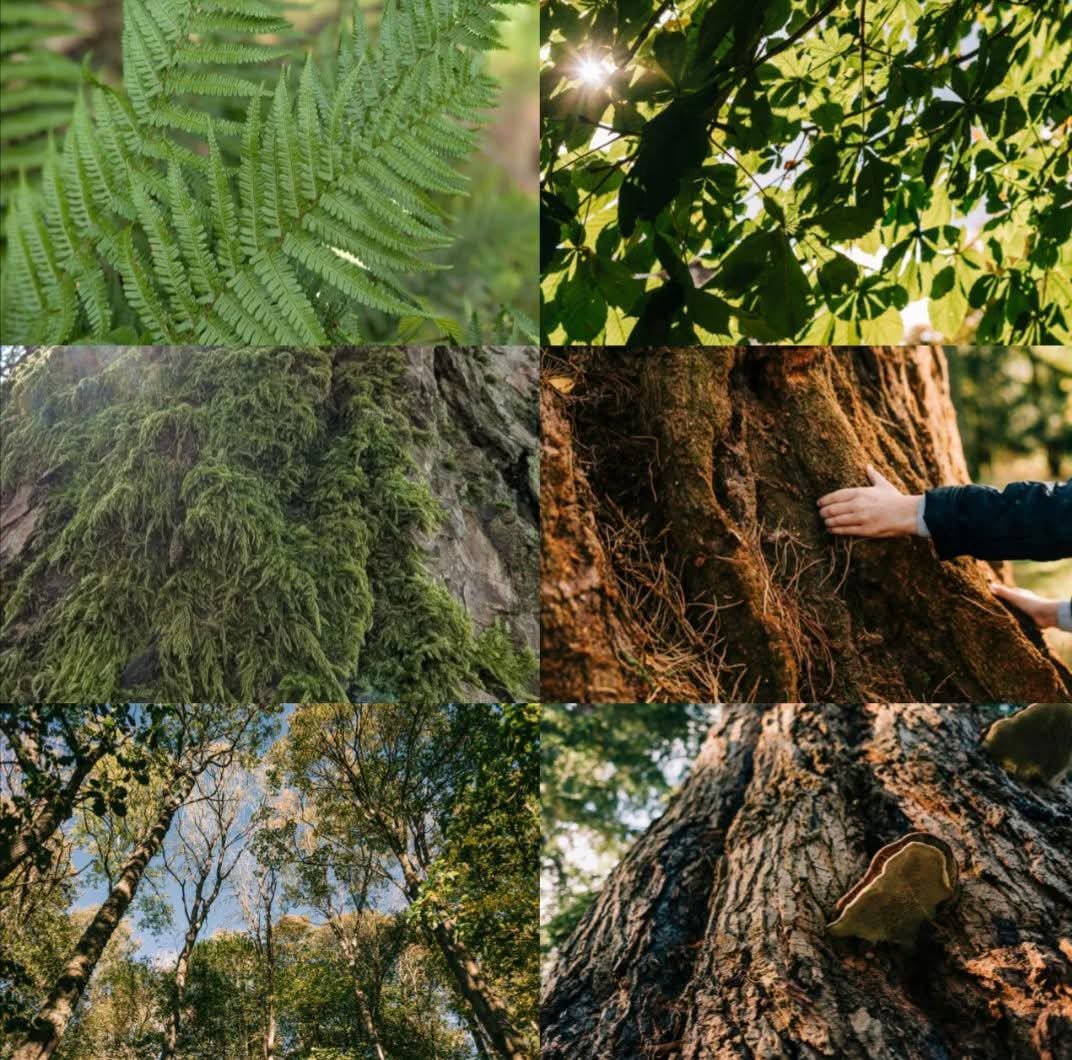 collage of six tree images showing a mix of leaves and trunks