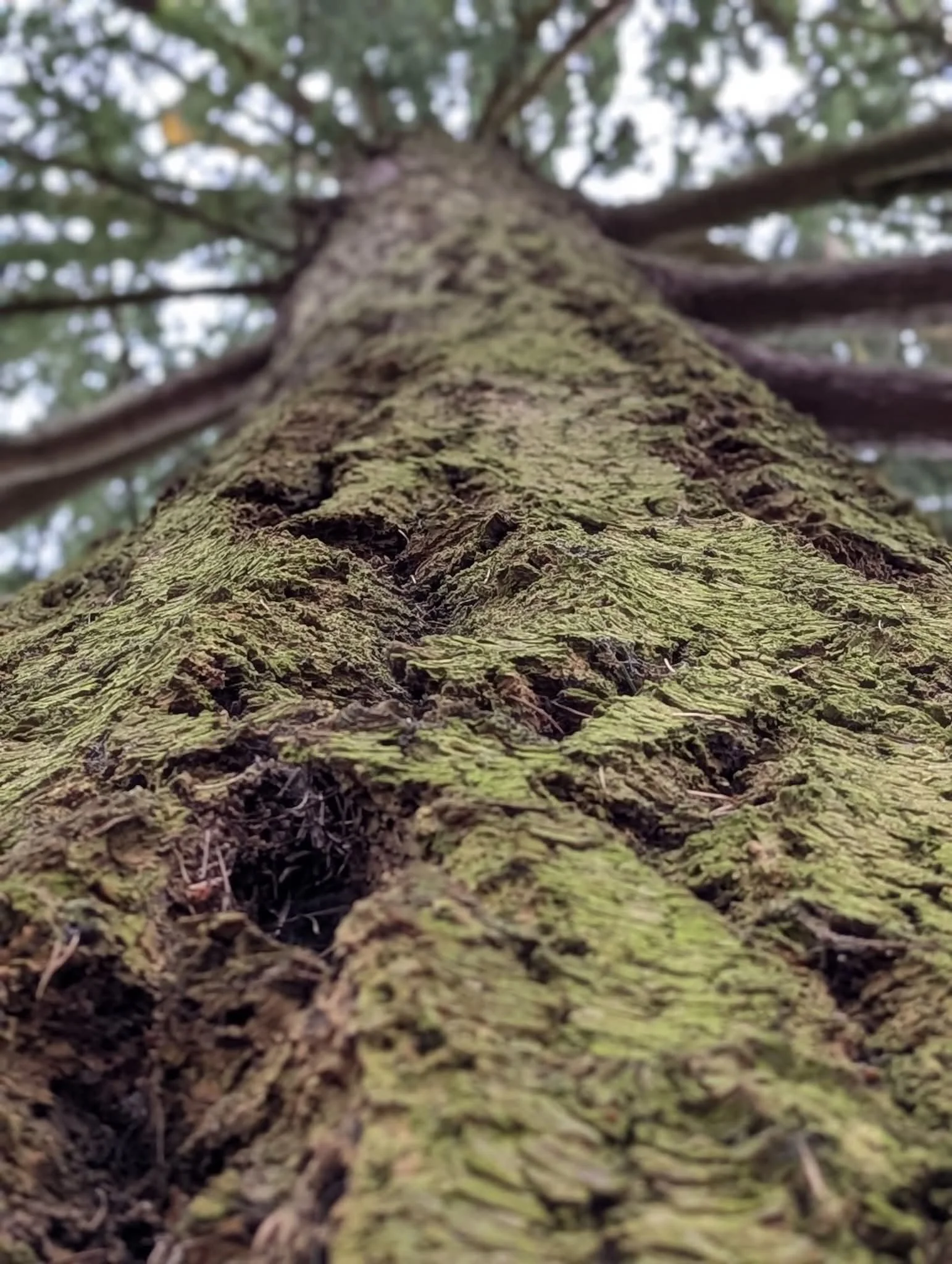 view of a tree trunk from the ground up to the sky