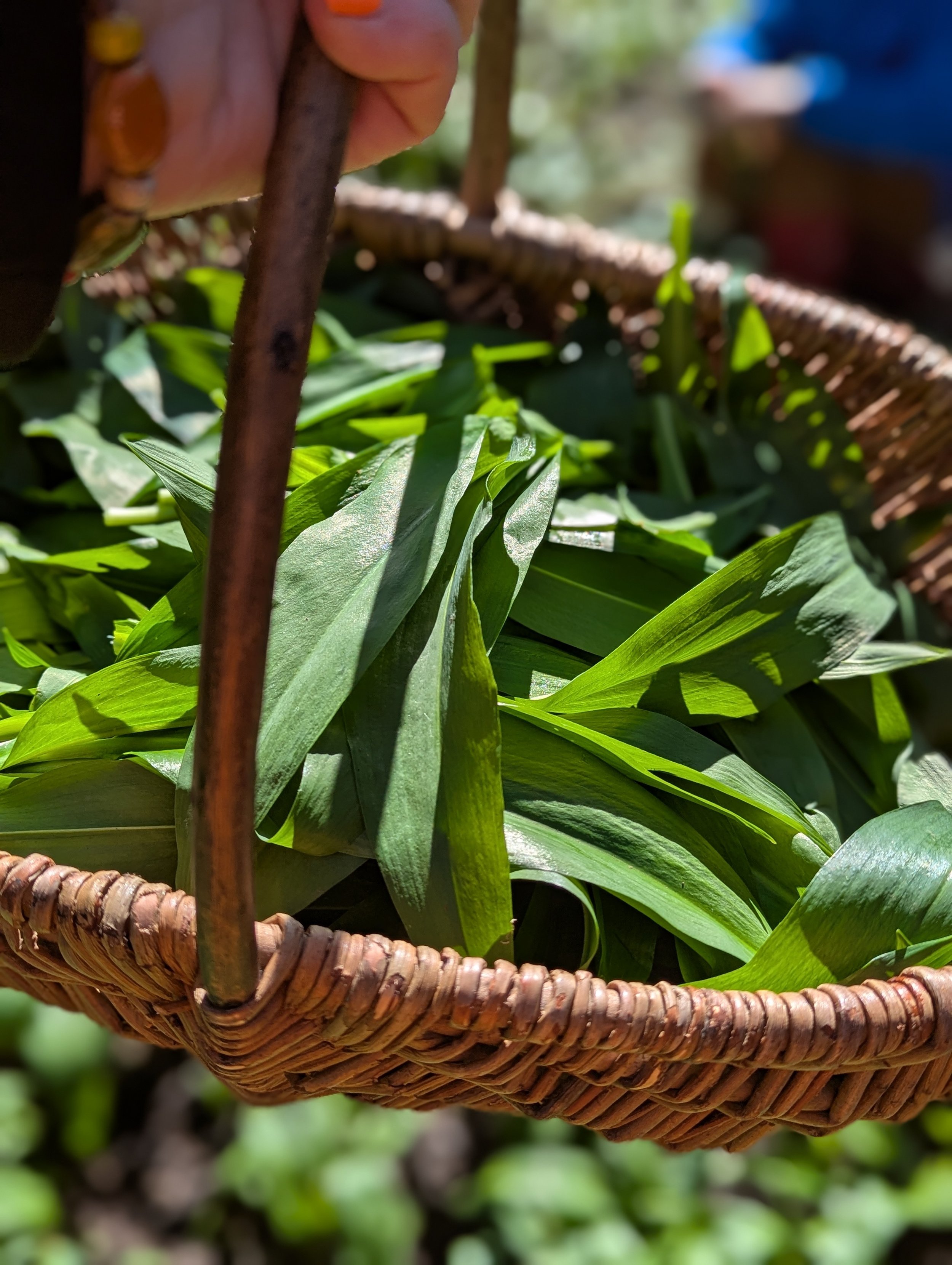 person holding wicker basket with green leaves