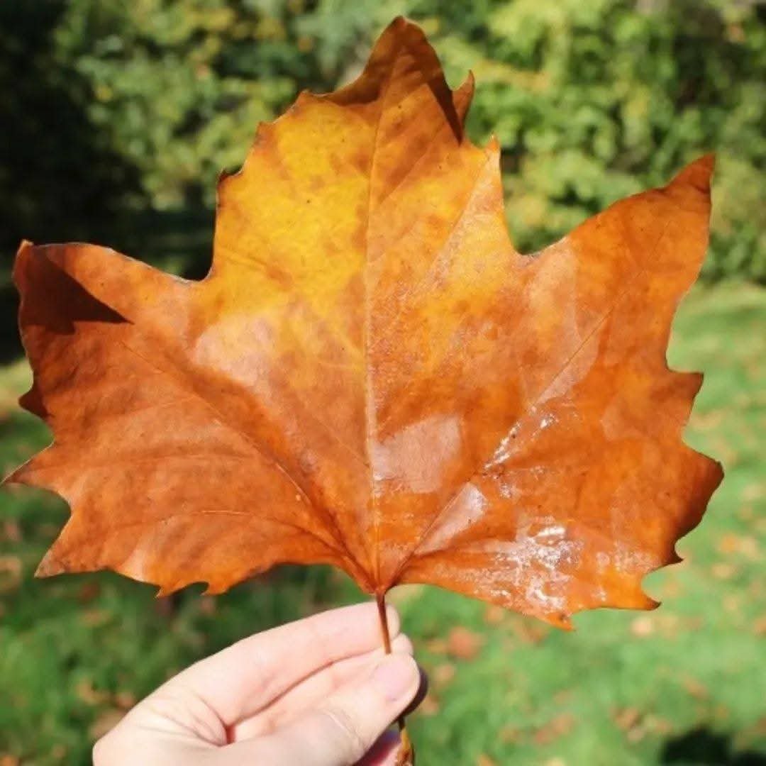 person holding a maple leaf with greenery in the background