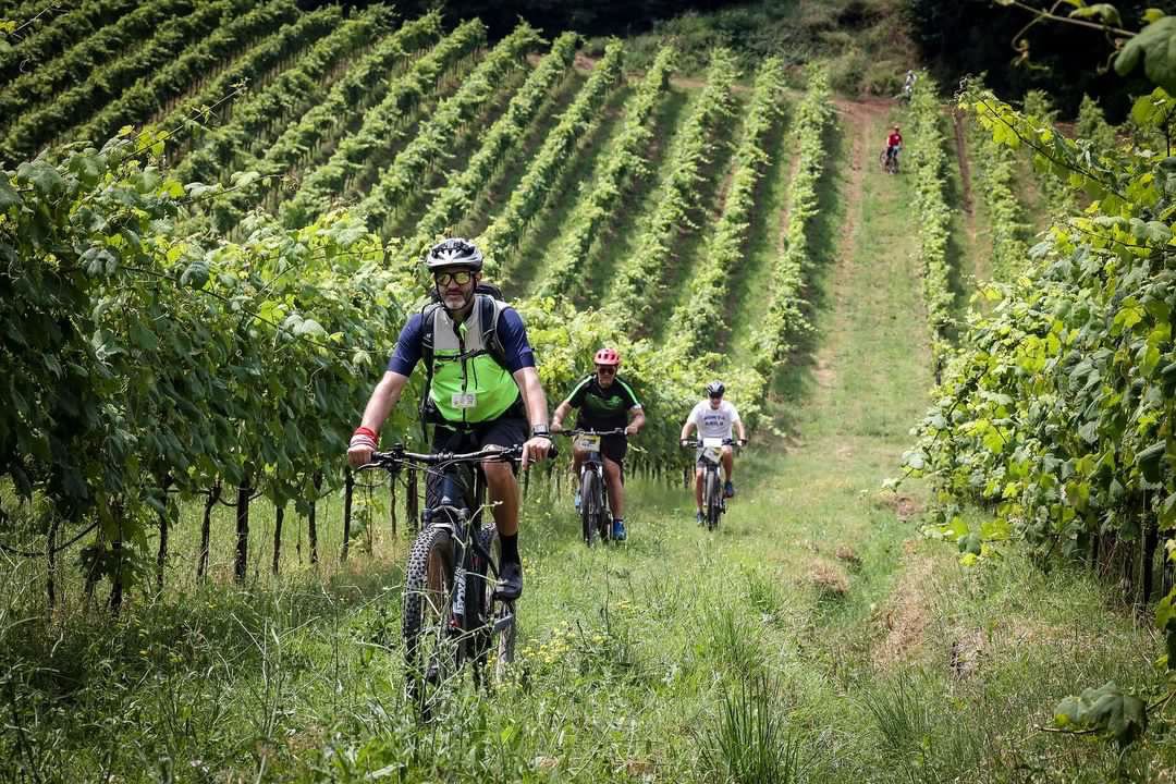 Wine tour: crossing the rows of the Vineyard