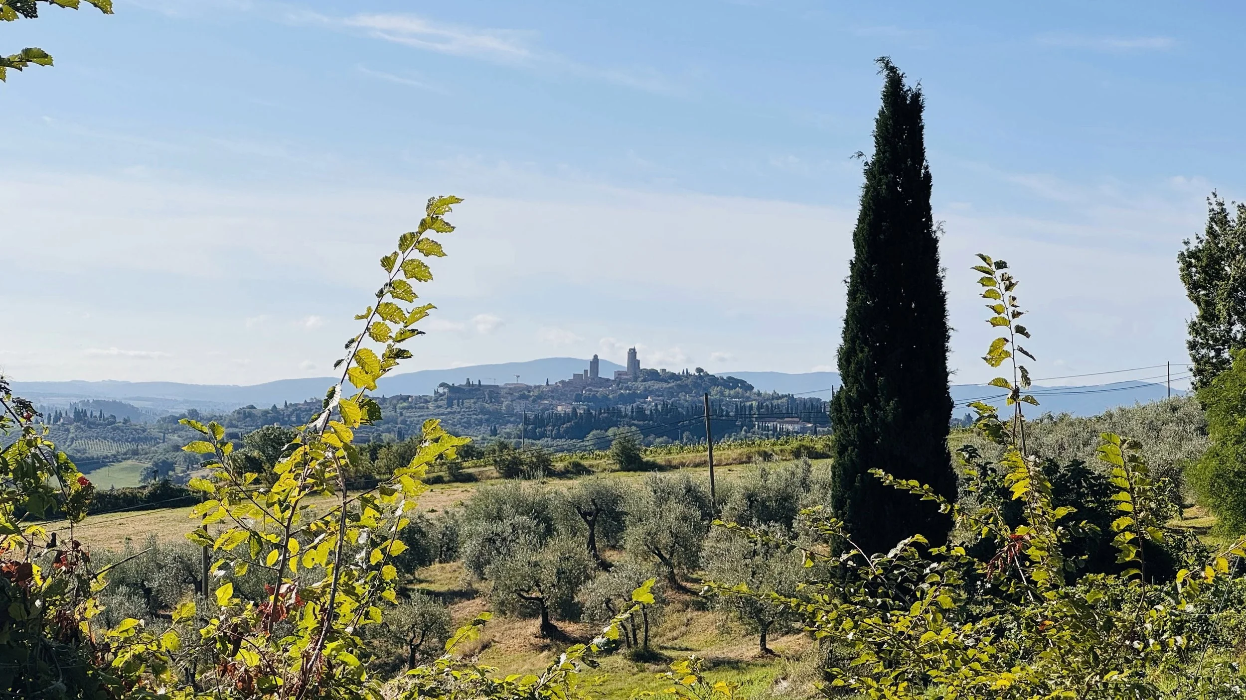 San Gimignano Cypress.jpg