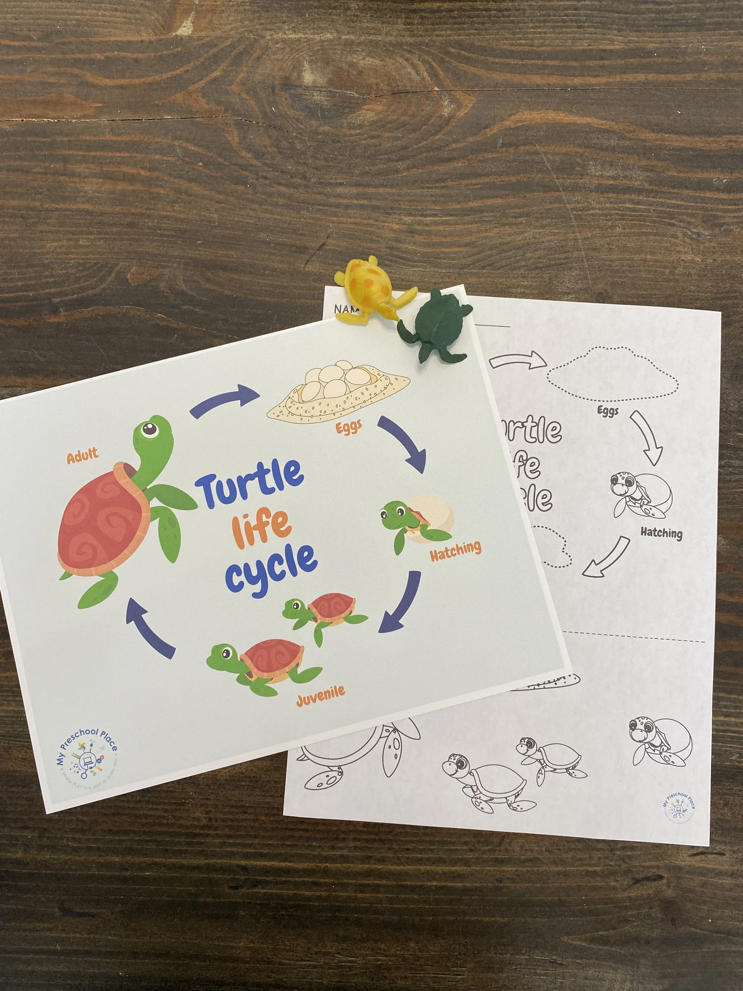 Sea Turtle Life Cycle Ocean Activity