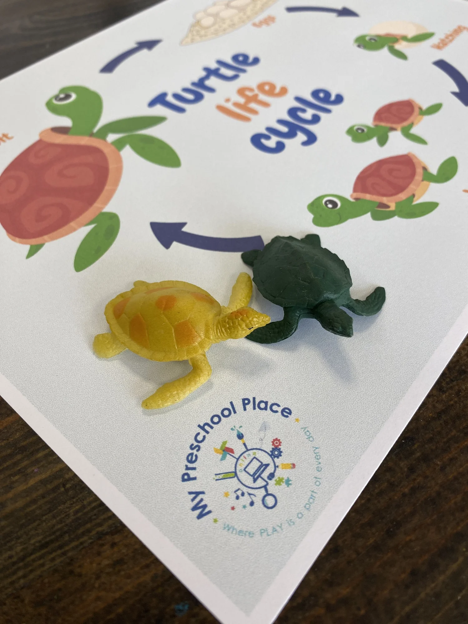 Sea Turtle Life Cycle Ocean Activity — My Preschool Place
