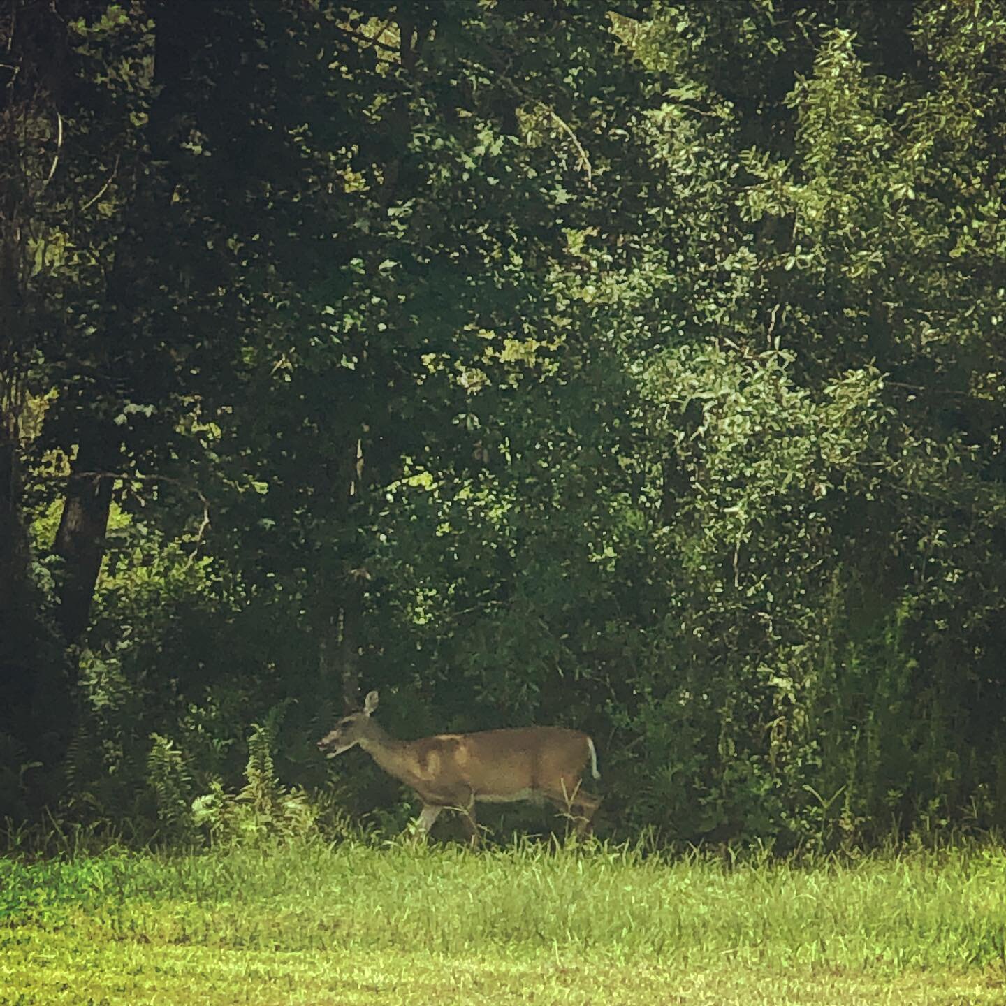 Deer spotting right out the back window of our barndominium.✨

We are home to an abundance of wildlife here at Arrowhead Farms. It is truly our favorite to see the illusive deer this time of year.

Our 40 acres of preserved land is lush with birds, w