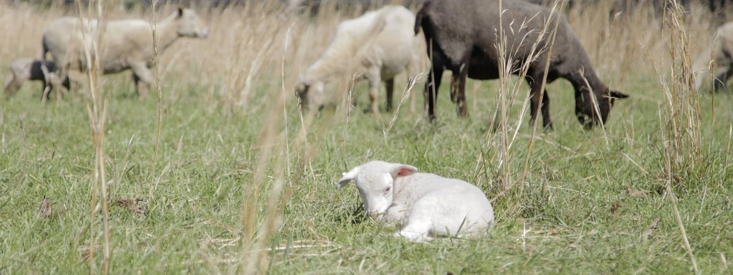 Southeast Tennessee Young Farmers