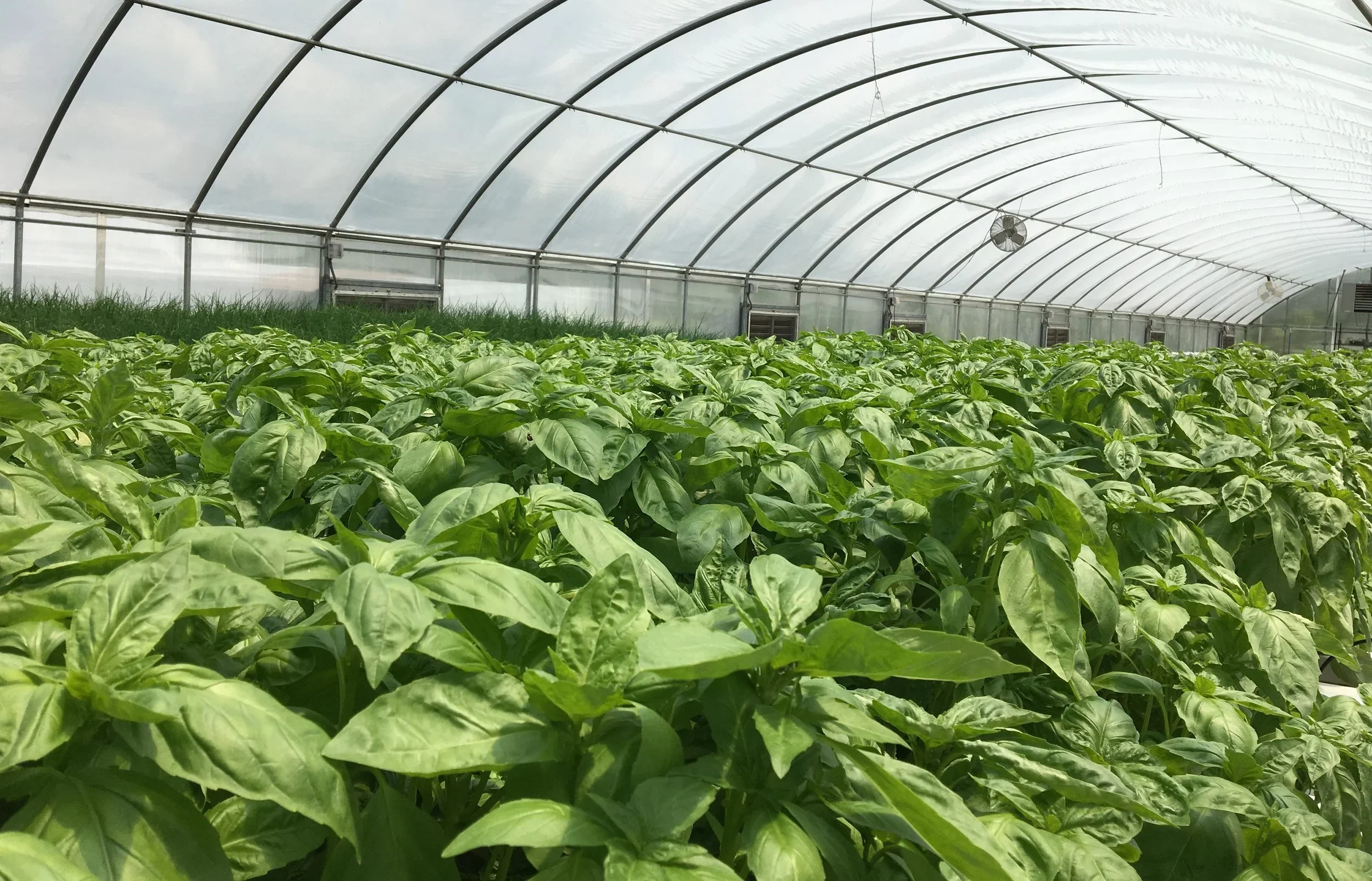 From Field to Market: Exploring Culinary Herb Production and Wholesale Opportunities