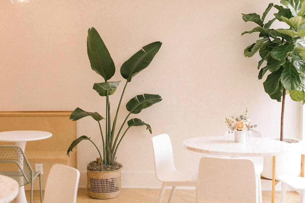 Bright cafe interior with tropical plants and fresh flower arrangement on marble table