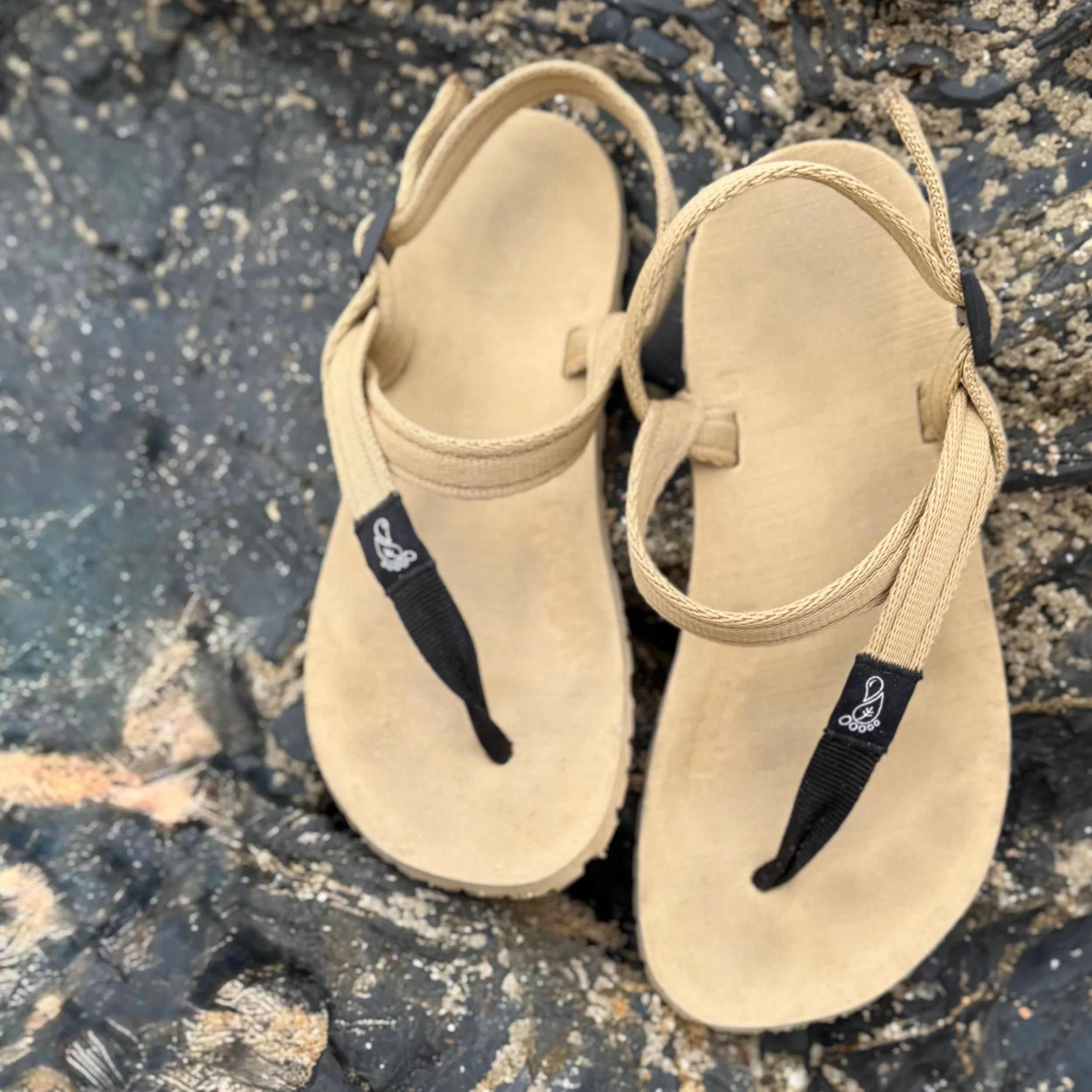 wildsoleHoneyBearSand4.jpg