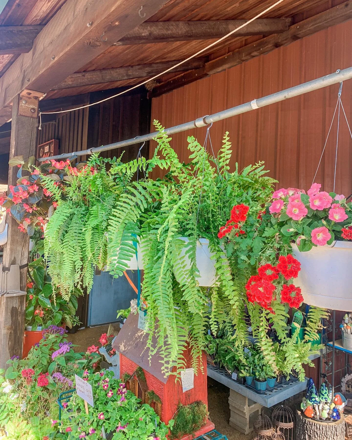 You can&rsquo;t go wrong with one (or many) of our beautiful hanging baskets! With multiple types and colors for ONLY $22.99! 🌸🌿🌼