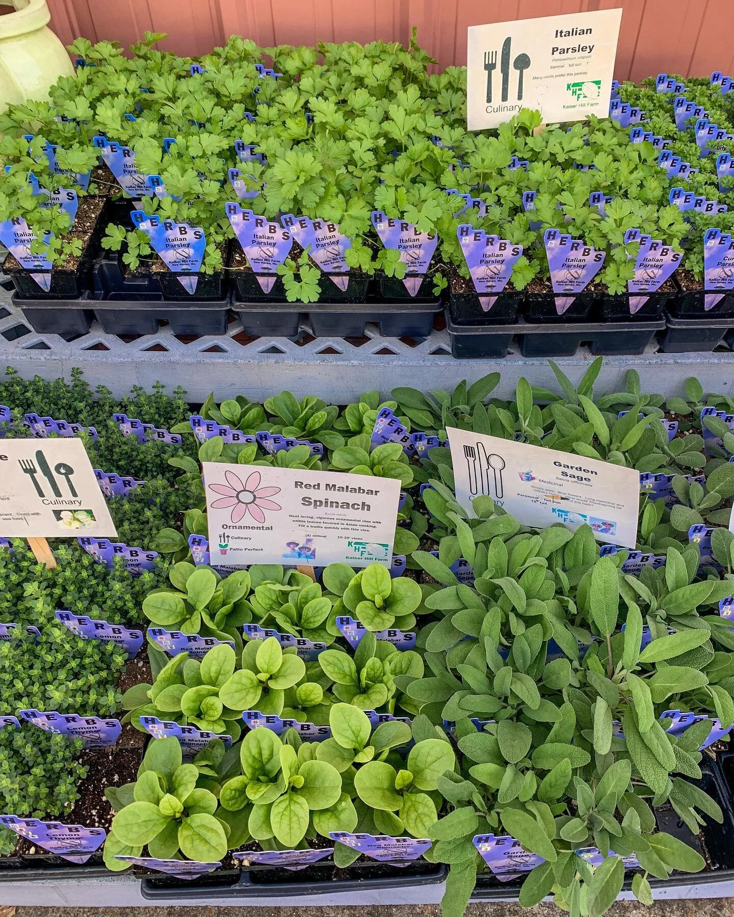 Tomato&rsquo;s🍅 &amp; Peppers🫑 &amp; Herbs🪴, oh my! Get your garden started with our wide variety in all things edible before they&rsquo;re gone!