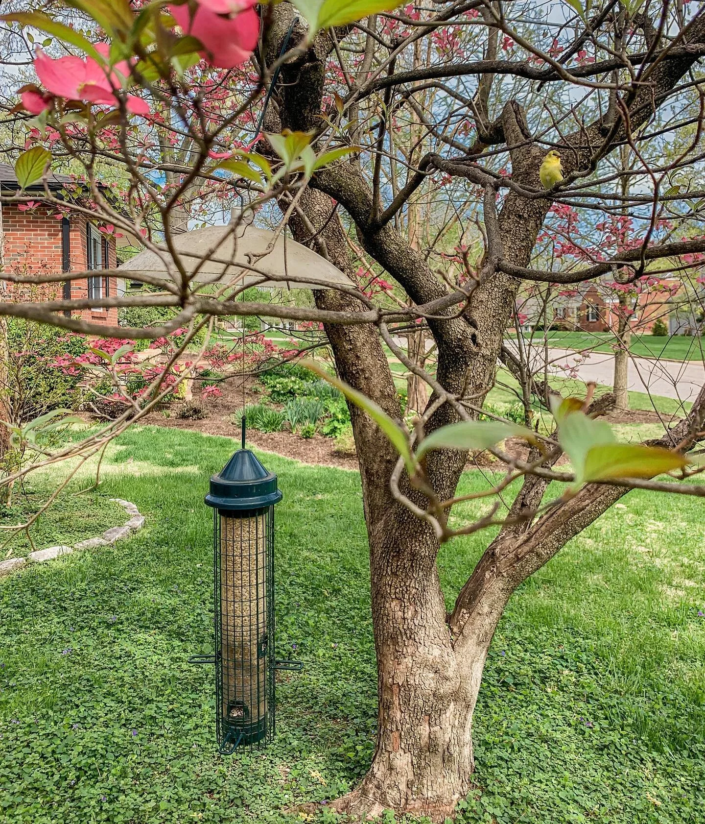Can you spot the Gold Finch? They can surely spot those full feeders! Come on in and get one for yourself, or stock up on our wide variety of seed! 🐤🪺🌳