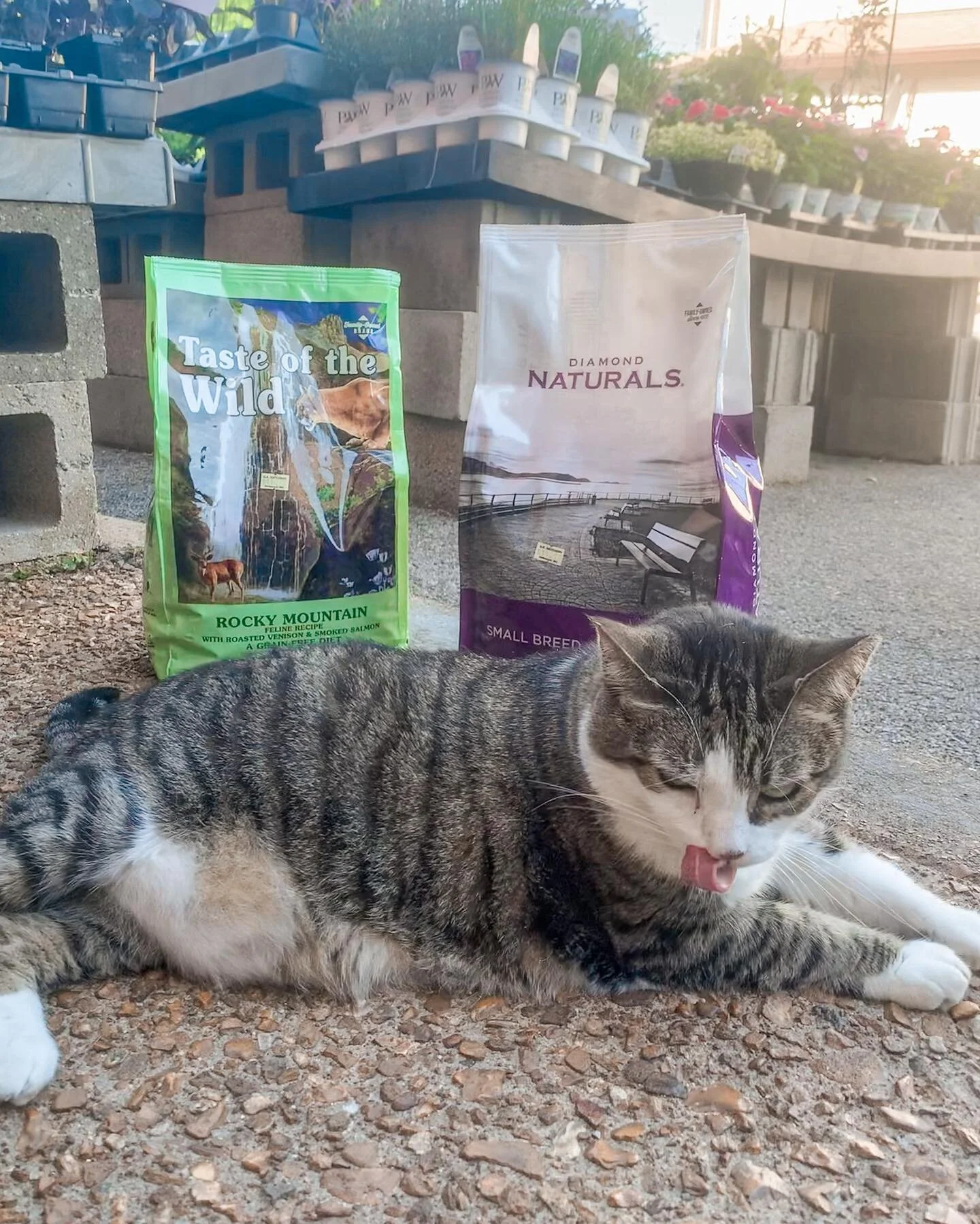 Shiloh wants to share with you about all the delicious pet food we offer! With multiple brands and age groups, you&rsquo;ll definitely find something for your furry friends! Just don&rsquo;t take from Shilohs bowl, she isn&rsquo;t up for sharing that