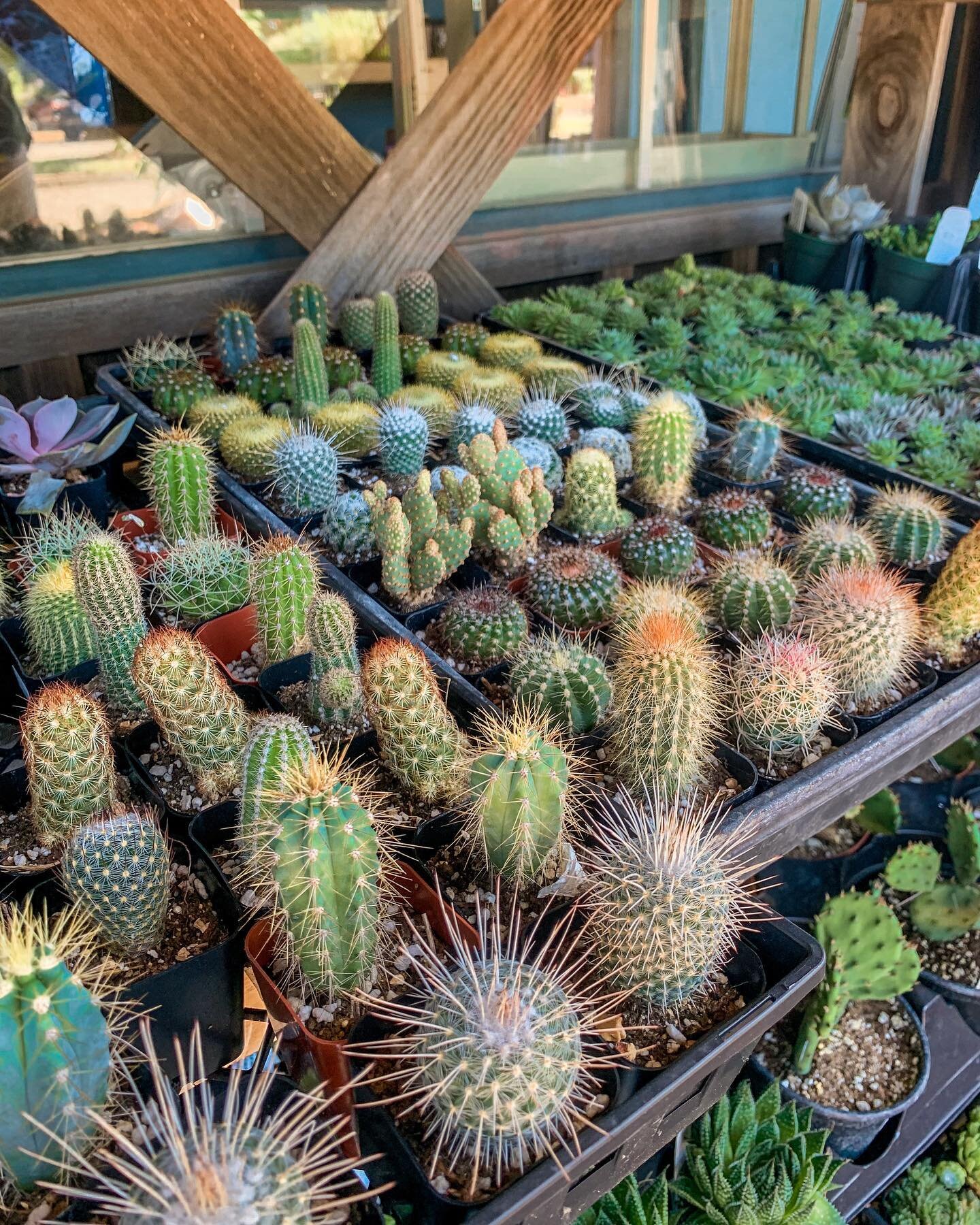 Psssst&hellip;we just got a new shipment of cacti and succulents! Come check them out&hellip;then maybe get a cute pot for one or two 😉🌵🪴🥰