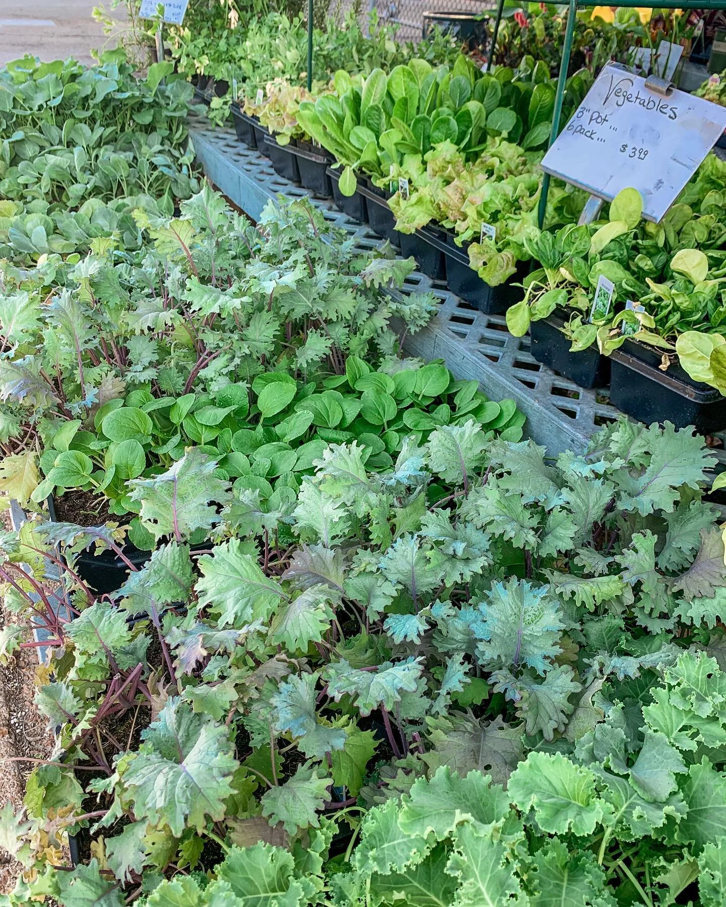❗️Romain calm❗️Our veggies and more are here and ready for you to take home!! Find broccoli, kale, Swiss chard, collard greens and more! 🥦🫐🍇🥬