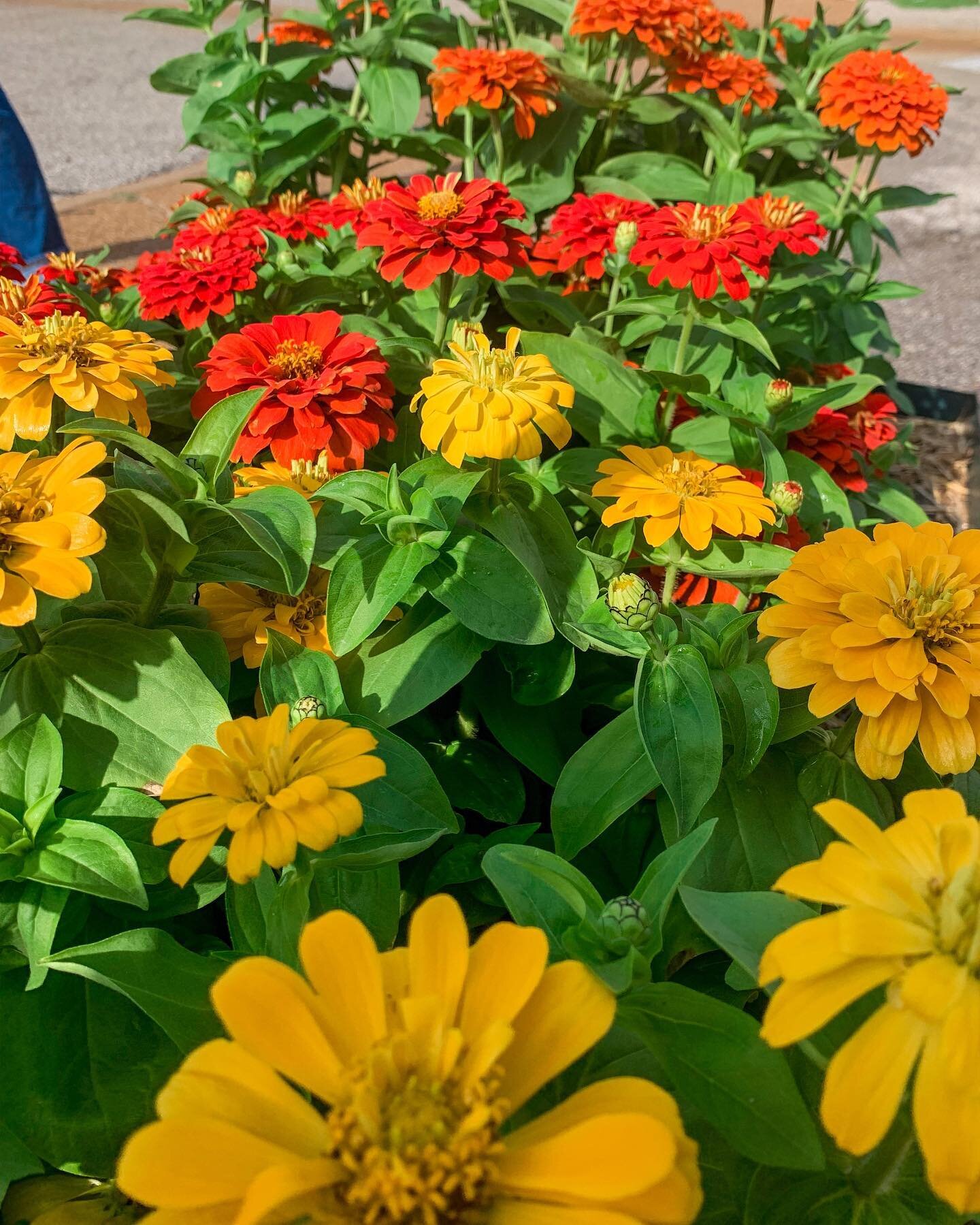 It&rsquo;s 🍁Fall🍁 y&rsquo;all and our supply shows it! Now in: Mums, Asters, Petunias, Rudbeckia, Cone Flowers, and more!🌼🌸
Veggies (featuring Lettuce, Broccoli, Collards, Pak Choi, Sugar Peas, Brussels Sprouts, Cabbage and more!)🥦🥬🫛
Herbs (fe