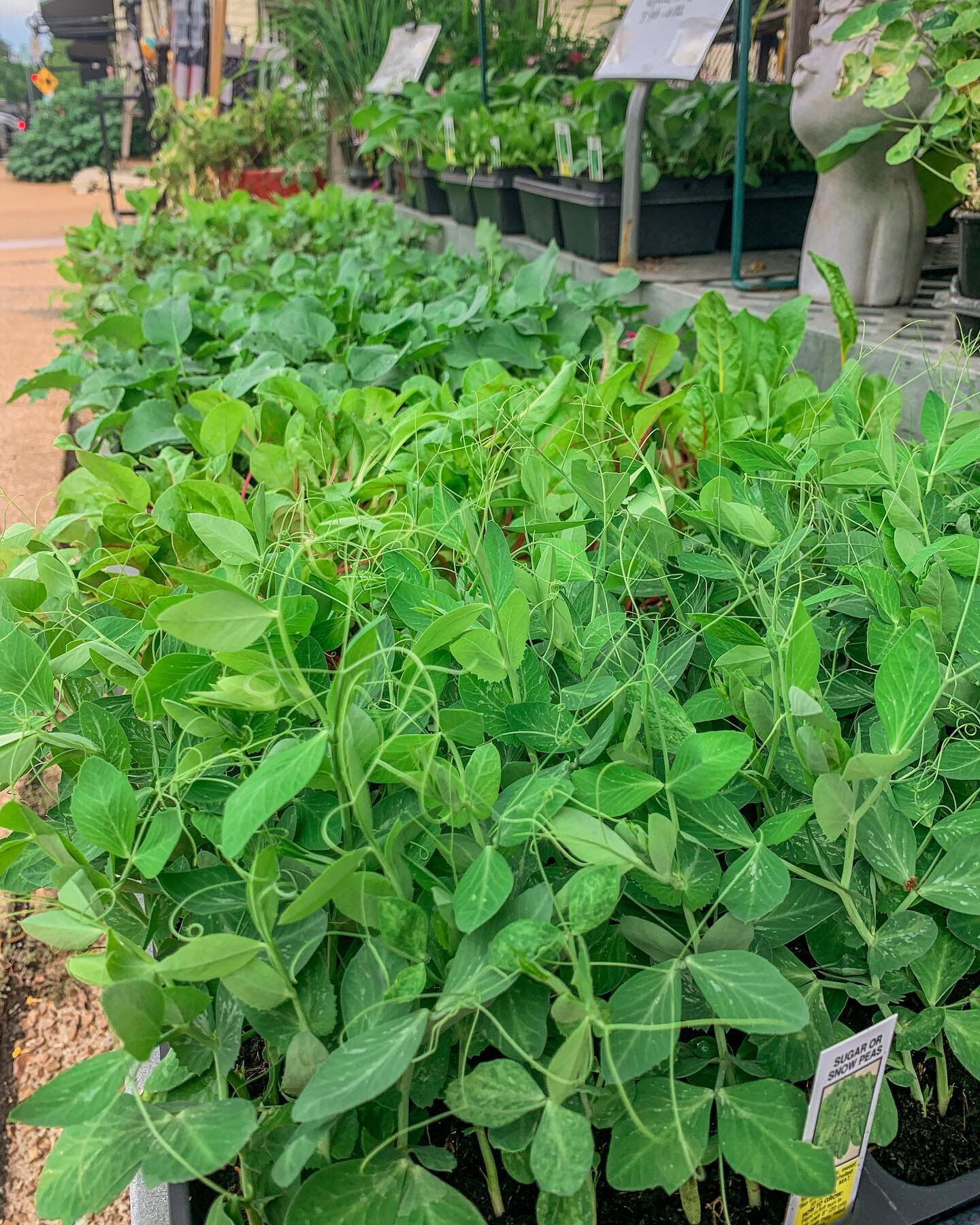 Fall veggies have started making their way into OK Hatchery! Find plants like Broccoli🥦, Kale, Snow Peas🫛, Spinach, Cabbage🥬, and more to come through September!