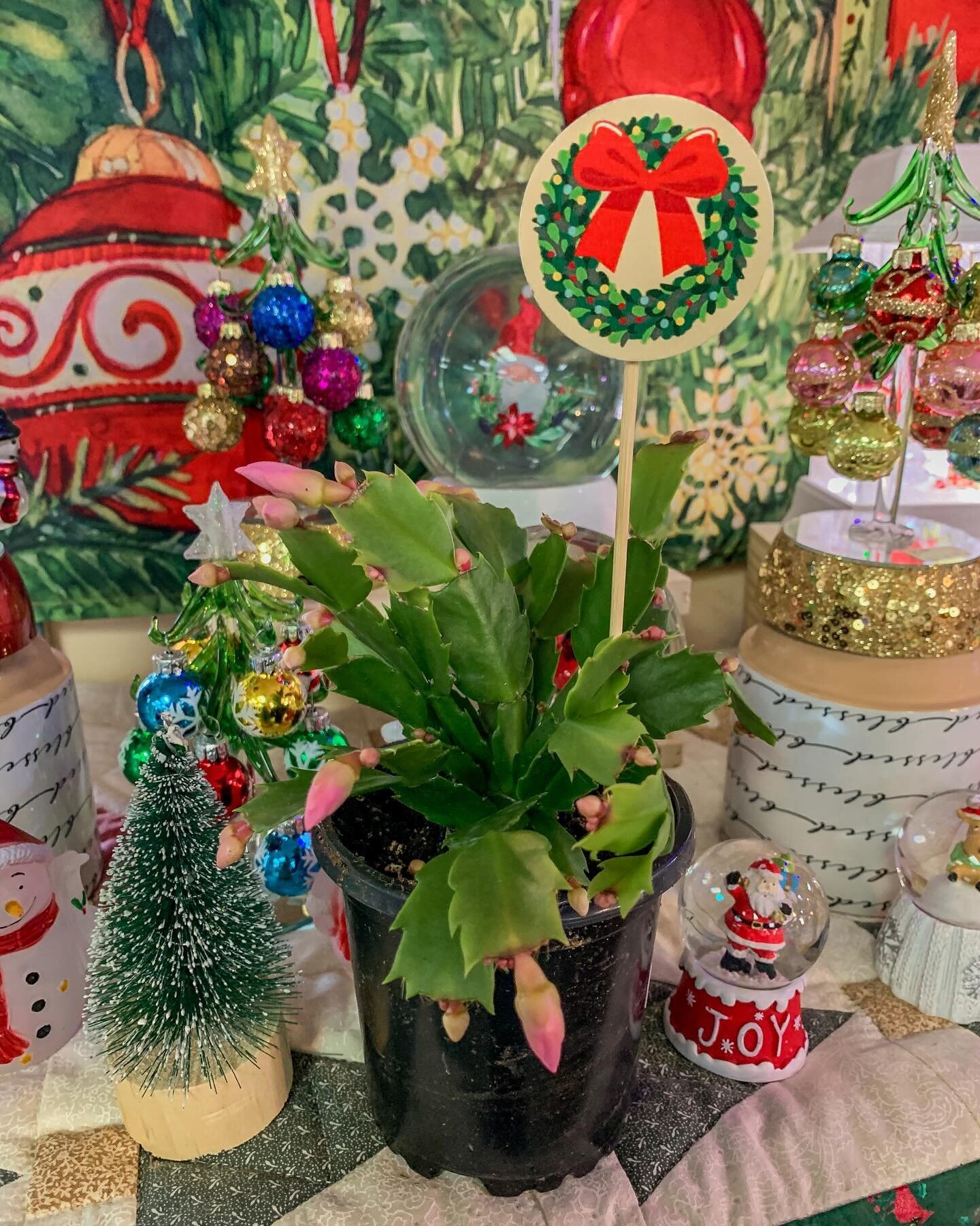 Christmas Cactus and Decorative Plant Stakes? Yes please! 🌵🎄