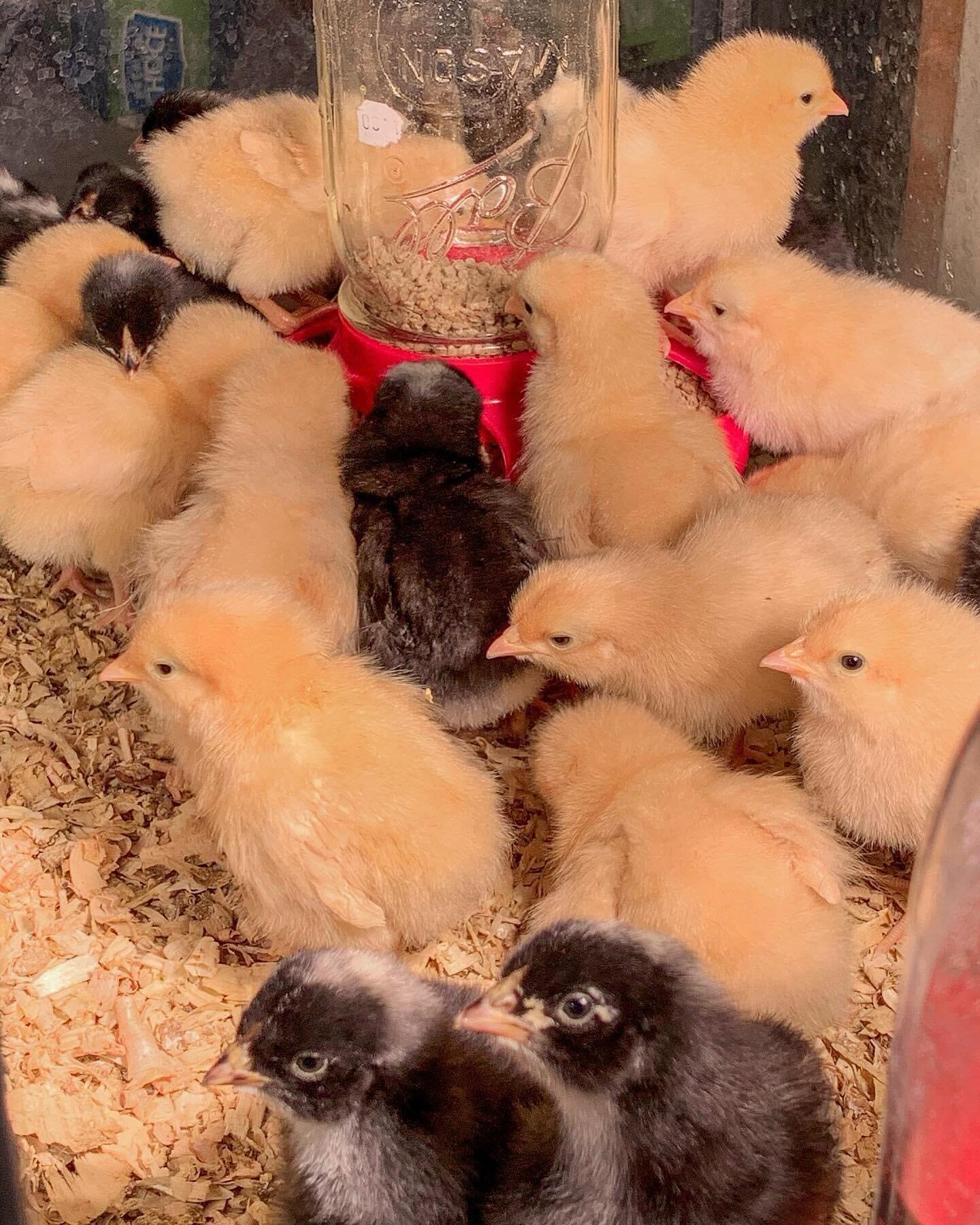 It&rsquo;s time to pre-order your 2024 🐣baby chicks🐣 from any of our four batches! To place an order, please give us a call📲 or come on in🏃&zwj;♂️! For more information, visit our website (link in bio)! 

*all chicks are sexed female and vaccinat