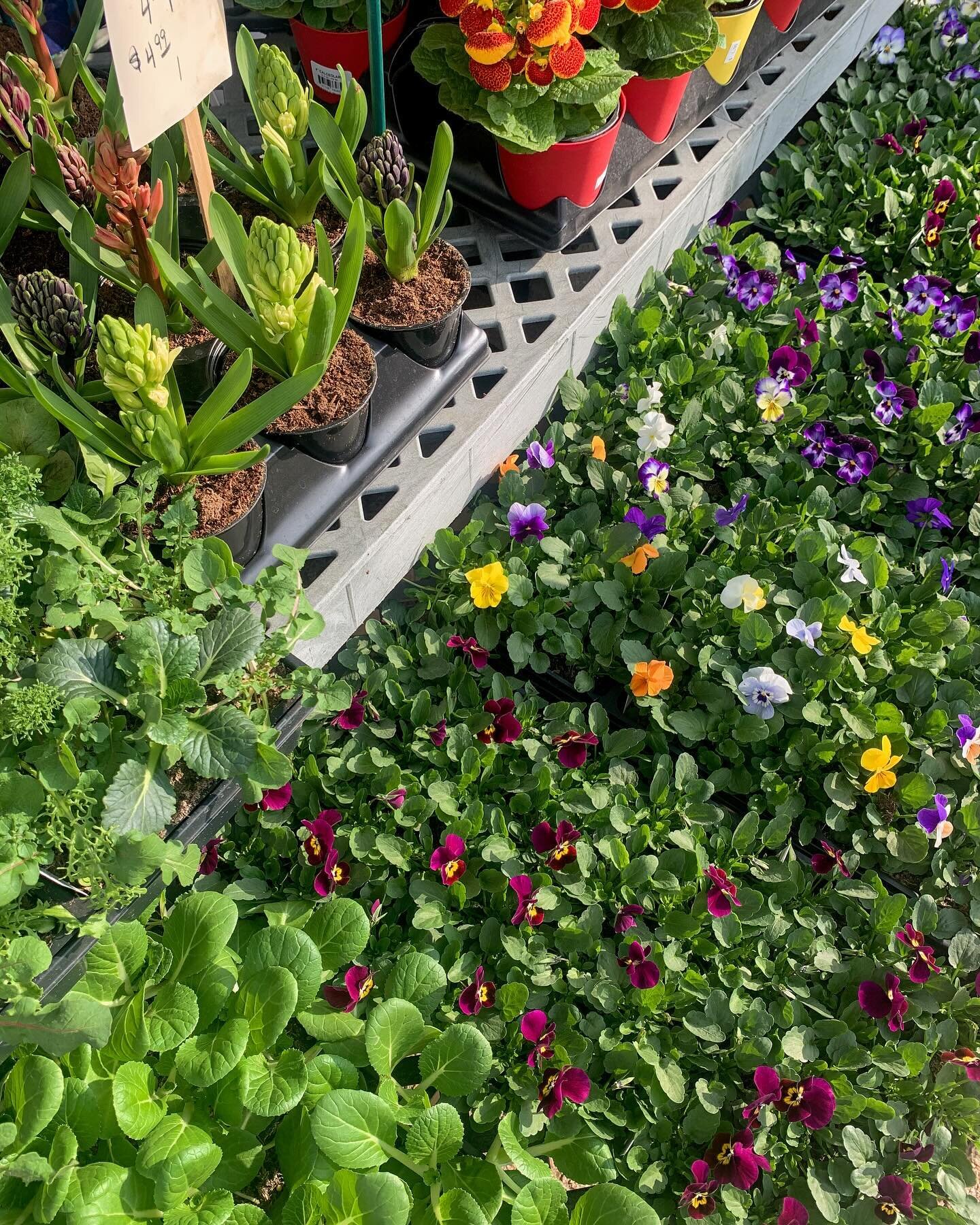 All this warm weather☀️ has us thinking about spring! Get in the spirit with some cool weather plants 🌸🍀🌼☘️🪴NOW in: shamrocks, calceolaria, violas, and some veggies!