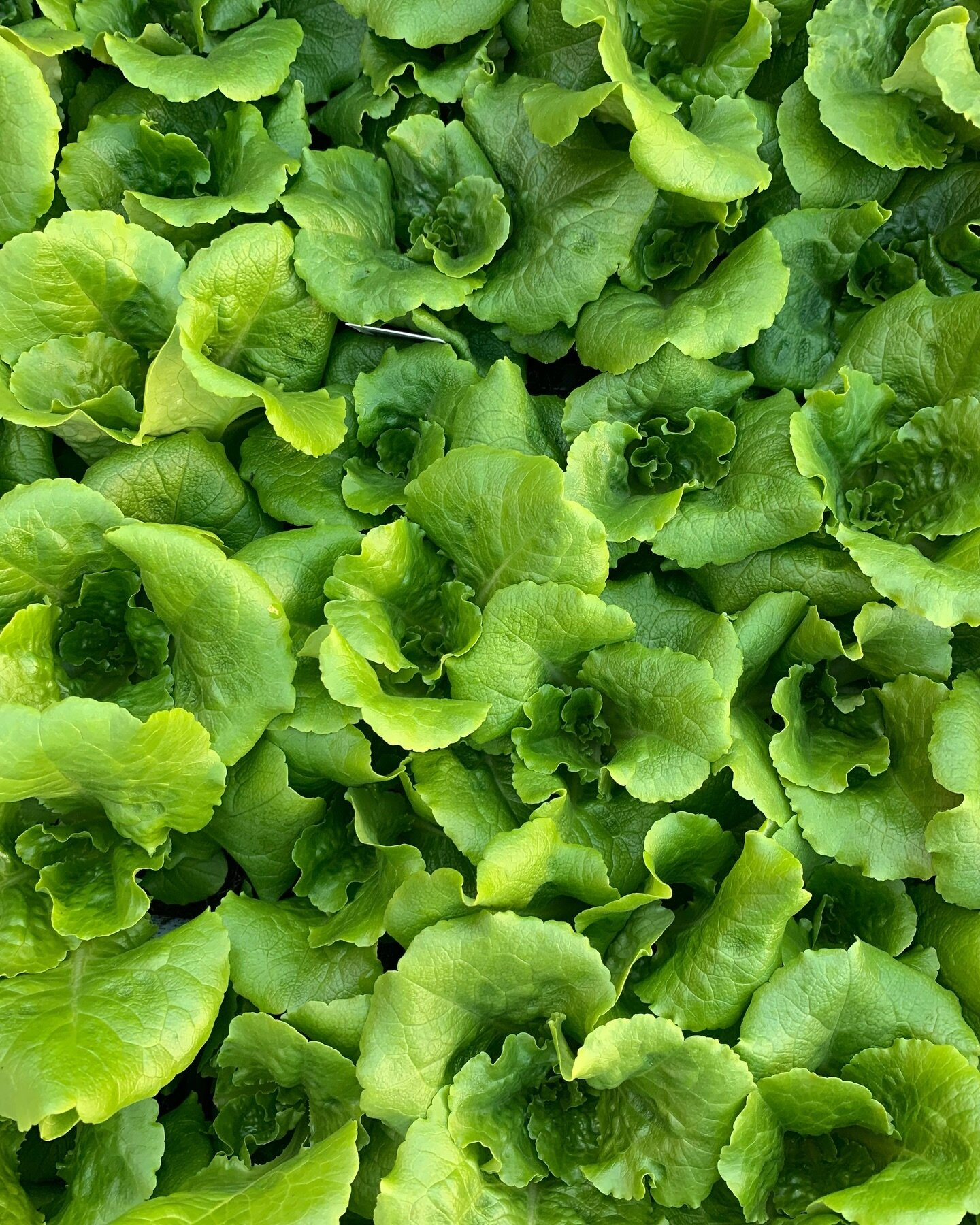Can you believe this lettuce has #nofilter?! 😍🥬 Find lettuce, kale, Pak Choi, collards, and more now!