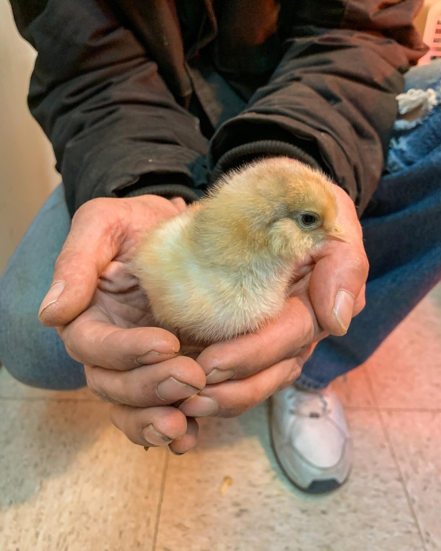 Our 1st batch of 🐣baby chicks🐣 have arrived!! And we have a limited few available for purchase today (all but Easter Eggers)! Come on in and say hey👋🏼 to these cuties!