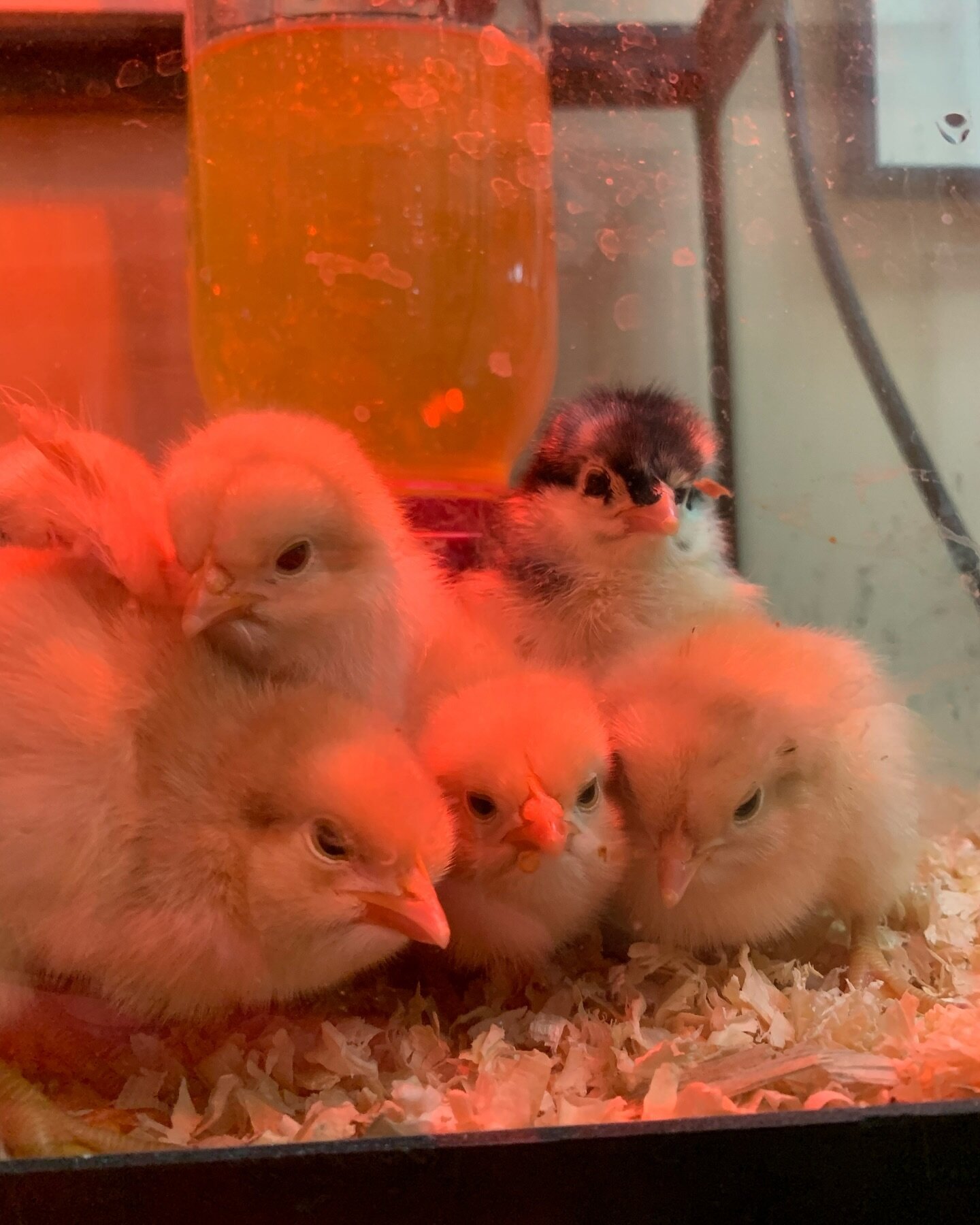&ldquo;Okay, huddle in! Group photo time!&rdquo; 🤳🏻🐣
-
-
Our 2nd batch of chicks have arrived! Only two more suoments to go! We still have some availability on our June 3rd shipment! Check out our website or our Facebook to fill out a form today!