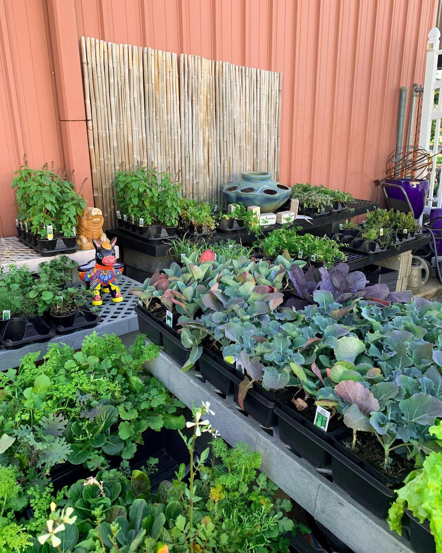 Our lot is starting to fill up with plants😍🪴❤️!! Find veggies like bell peppers🫑, tomatoes🍅, jalape&ntilde;os🌶️, and more! 
Plus you gotta take a peak👀 at our herbs: like basil, parsley, lavender and more! 
And don&rsquo;t forget your potting s